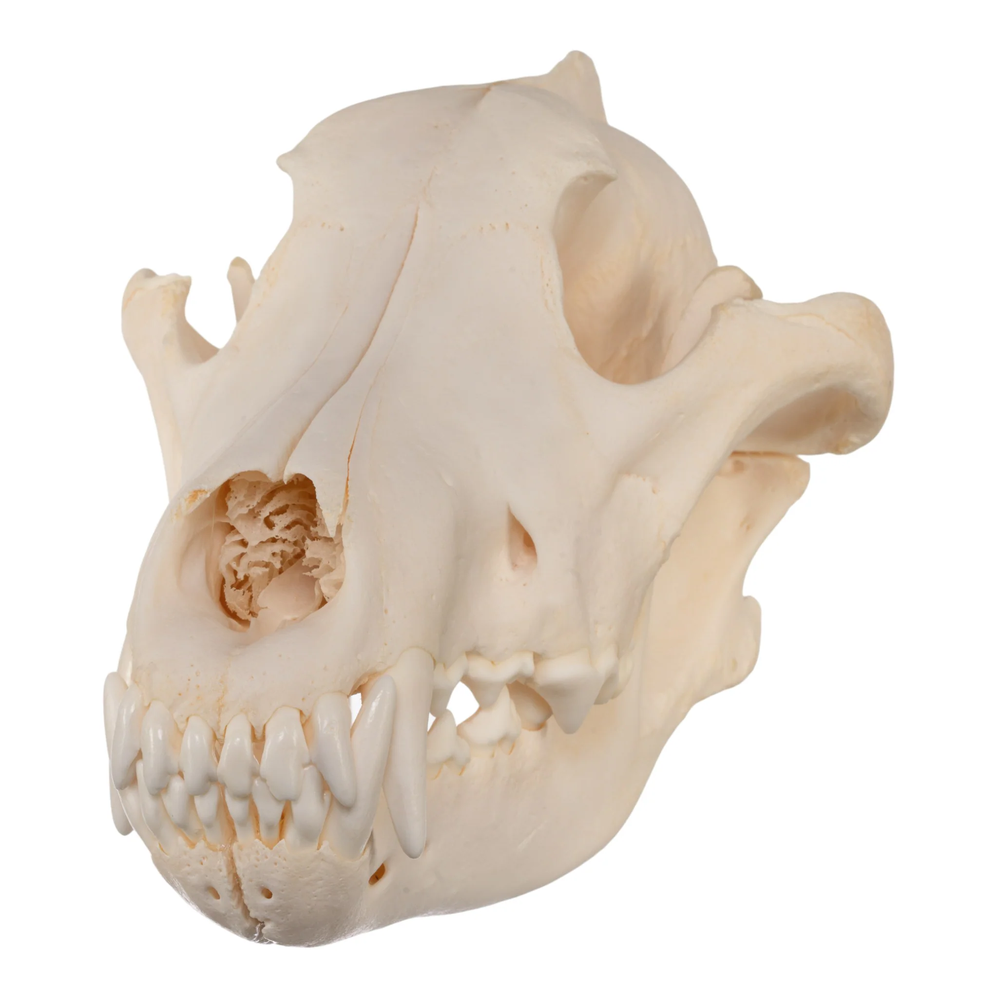 Real Gray Wolf Skull