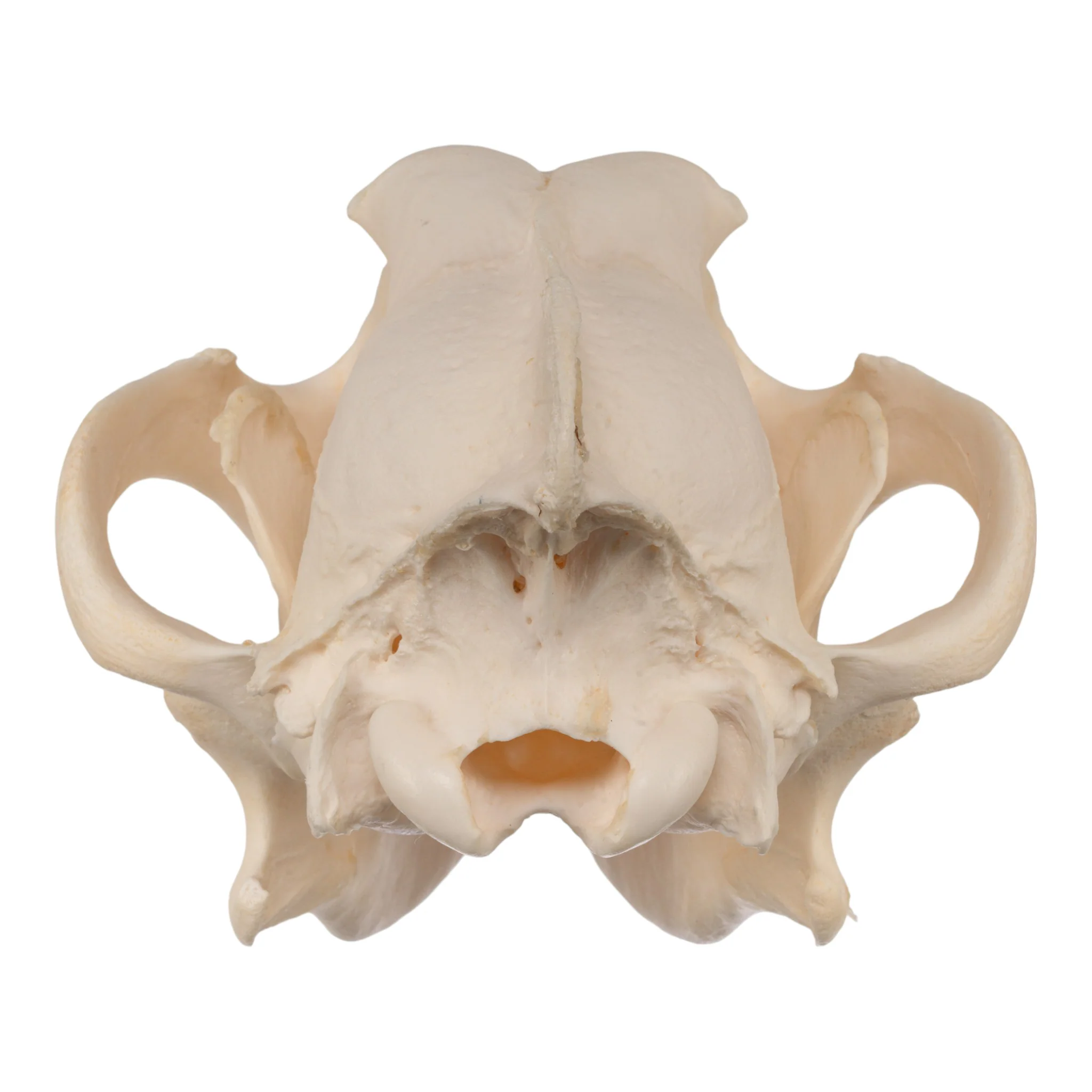 Real Gray Wolf Skull - Image 5