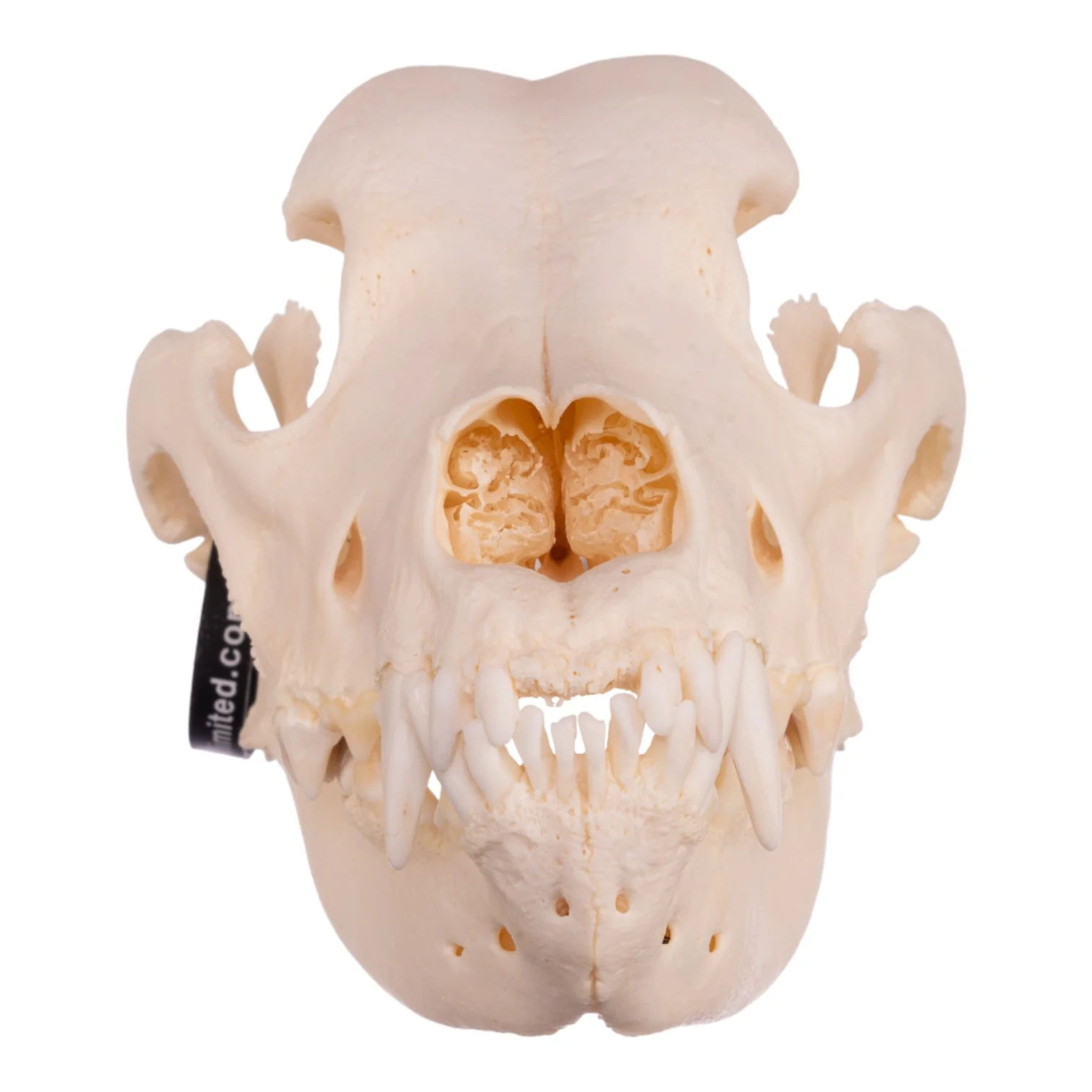 Real Domestic Dog Skull - Great Dane (Periodontal) - Image 2