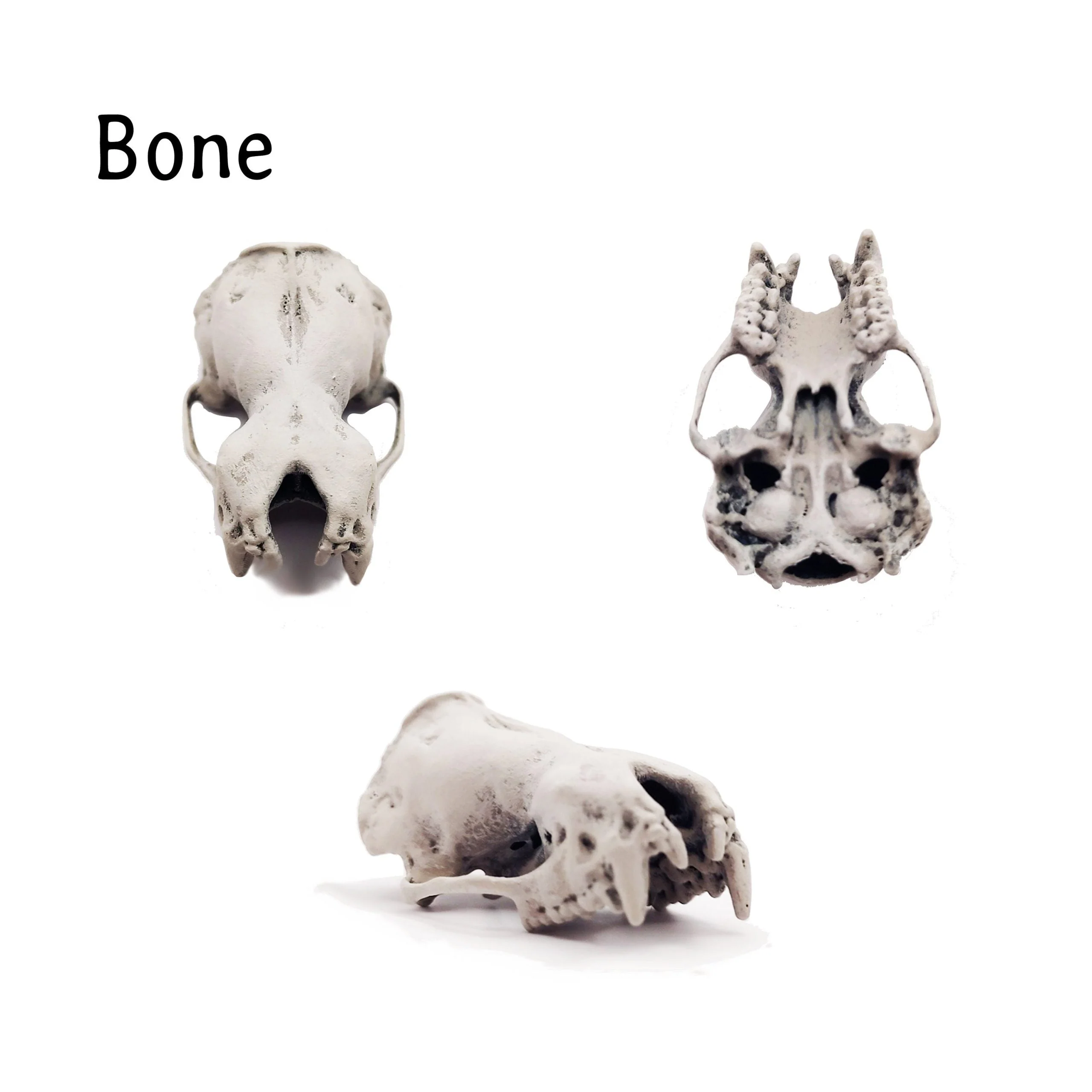Greater Noctule Bat Skull Replica - Full Scale - Image 3