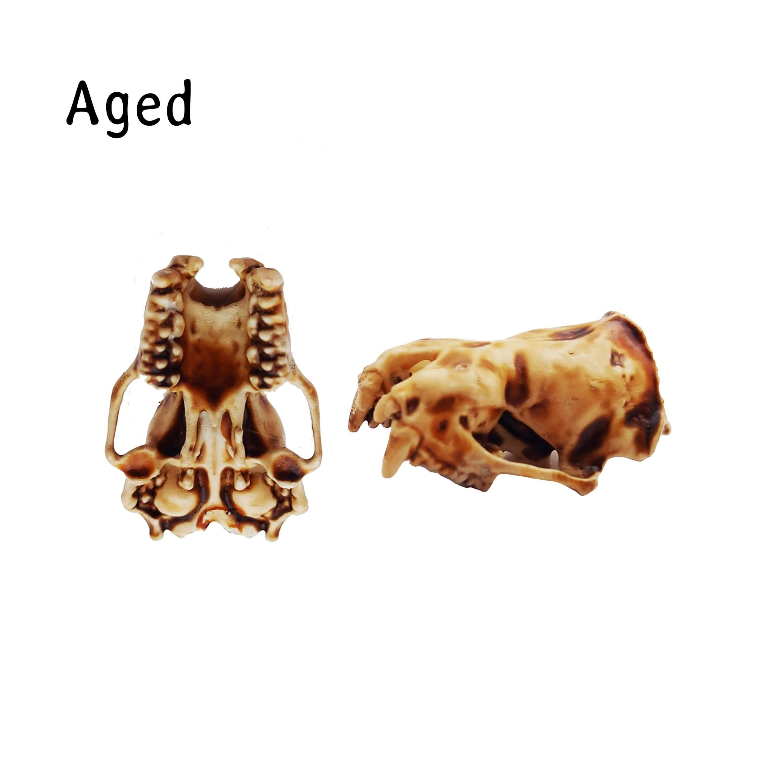 Greater Noctule Bat Skull Replica - Full Scale - Image 4