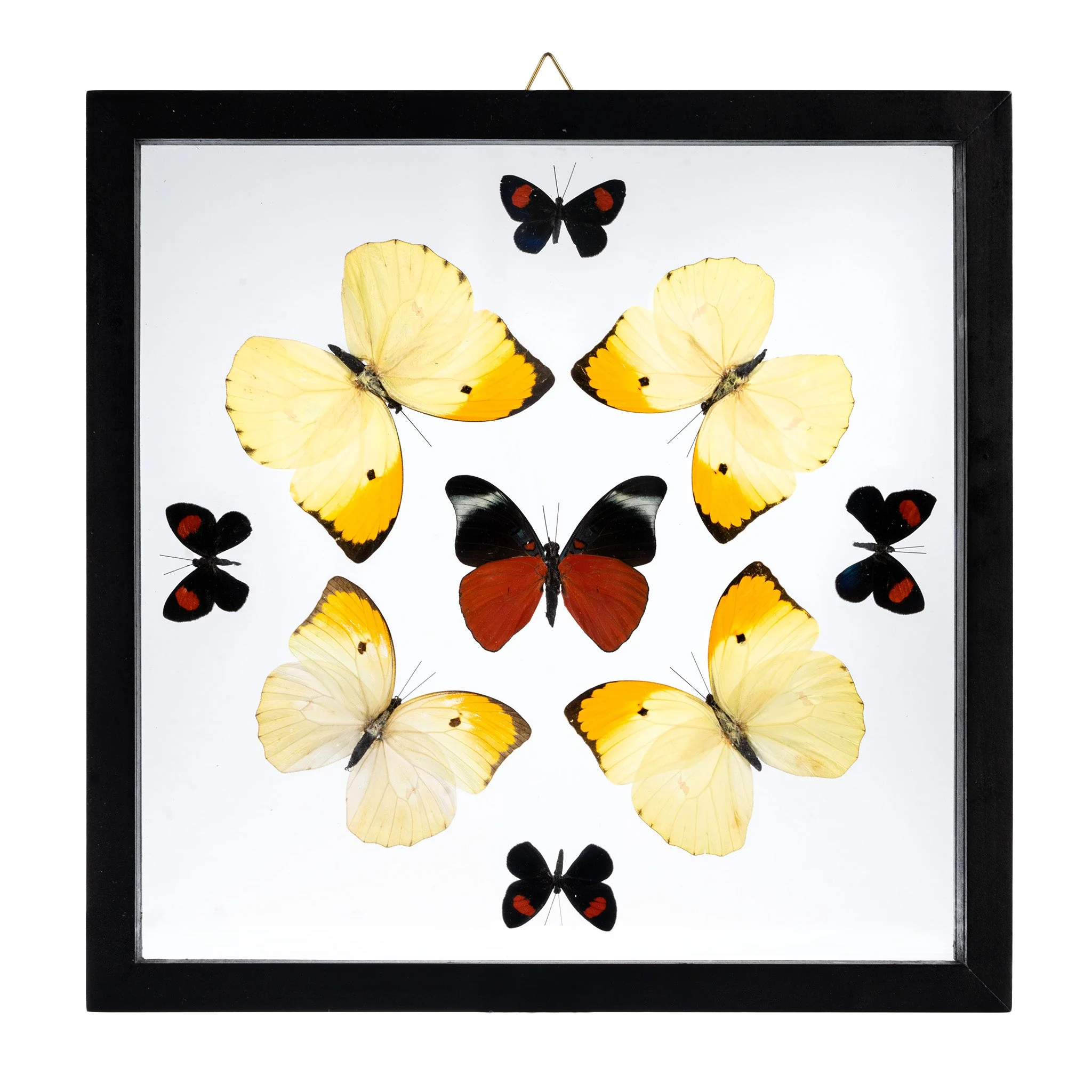 Real Butterflies in Black Frame - Set of 9 - Image 3