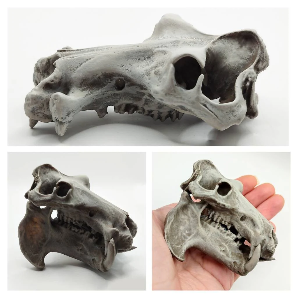 Hippopotamus Skull Replica - 1:12 Scale - Image 2