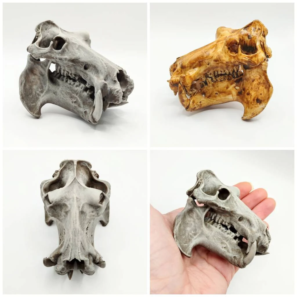 Hippopotamus Skull Replica - 1:12 Scale - Image 3