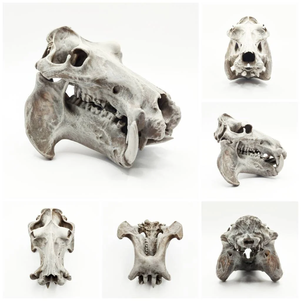 Hippopotamus Skull Replica - 1:12 Scale - Image 4