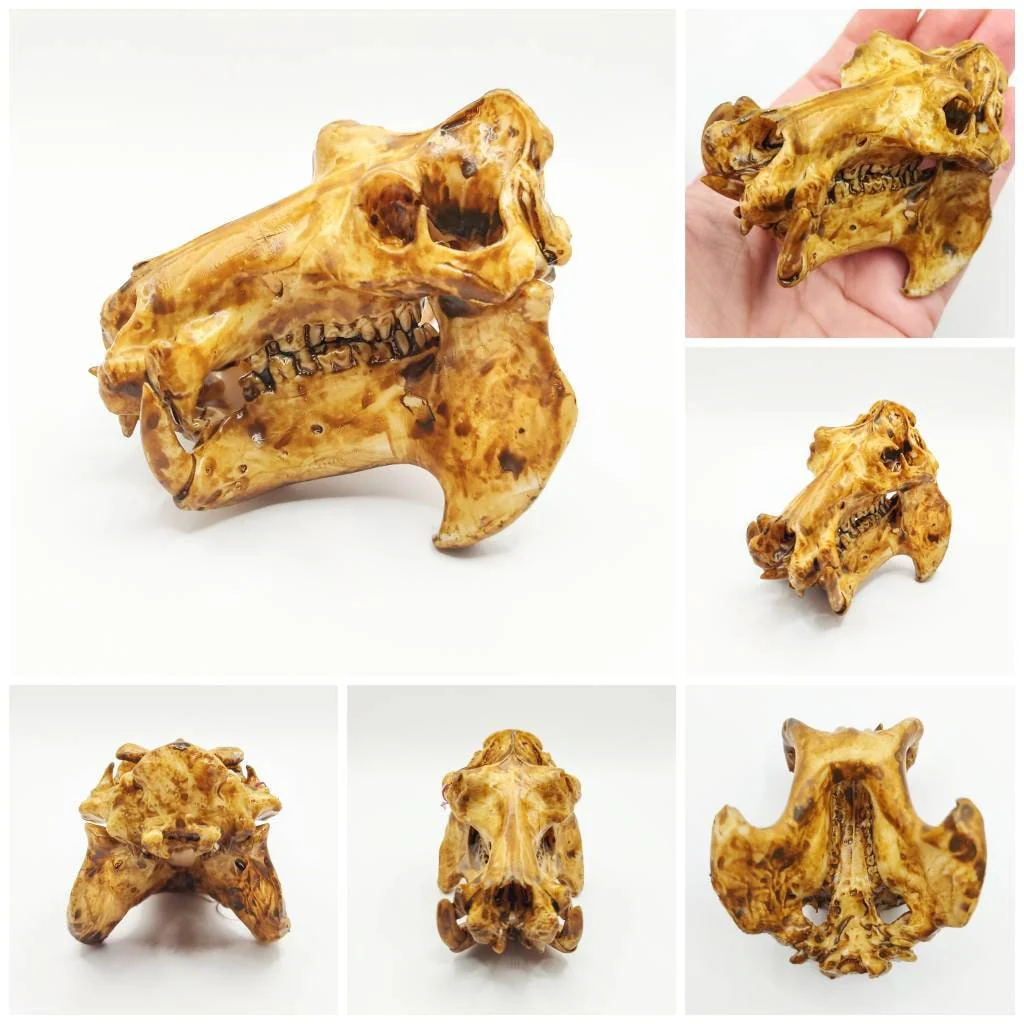 Hippopotamus Skull Replica - 1:12 Scale - Image 5