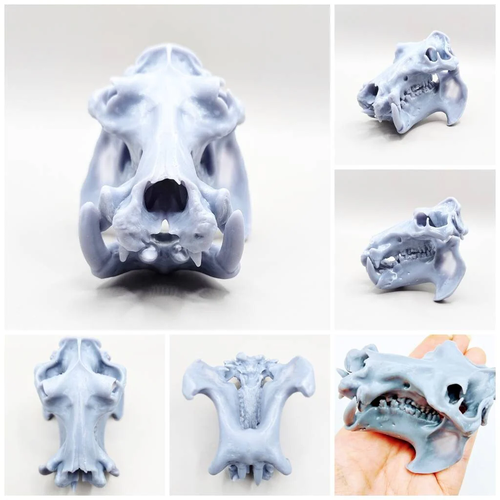 Hippopotamus Skull Replica - 1:12 Scale - Image 6