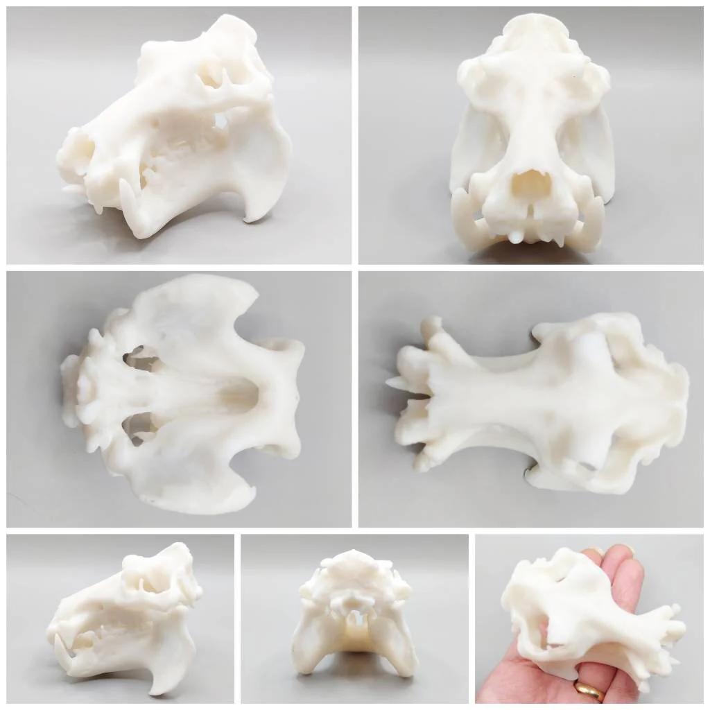 Hippopotamus Skull Replica - 1:12 Scale - Image 7