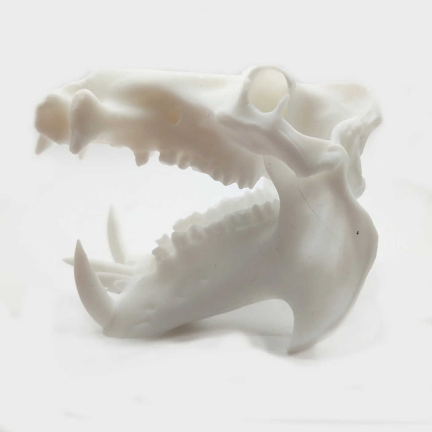 Hippopotamus Skull Replica - 1:12 Scale - Image 8