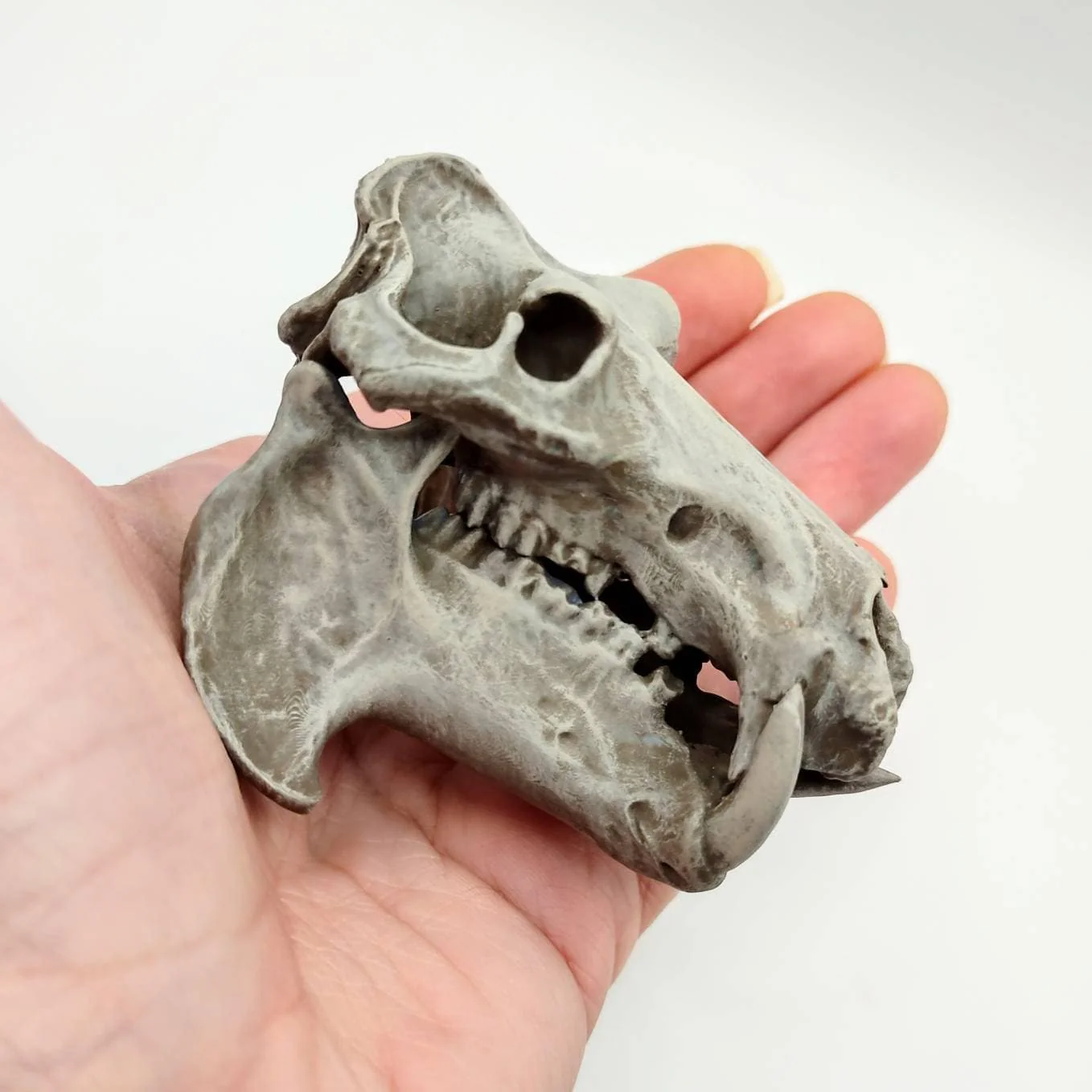 Hippopotamus Skull Replica - 1:12 Scale - Image 9