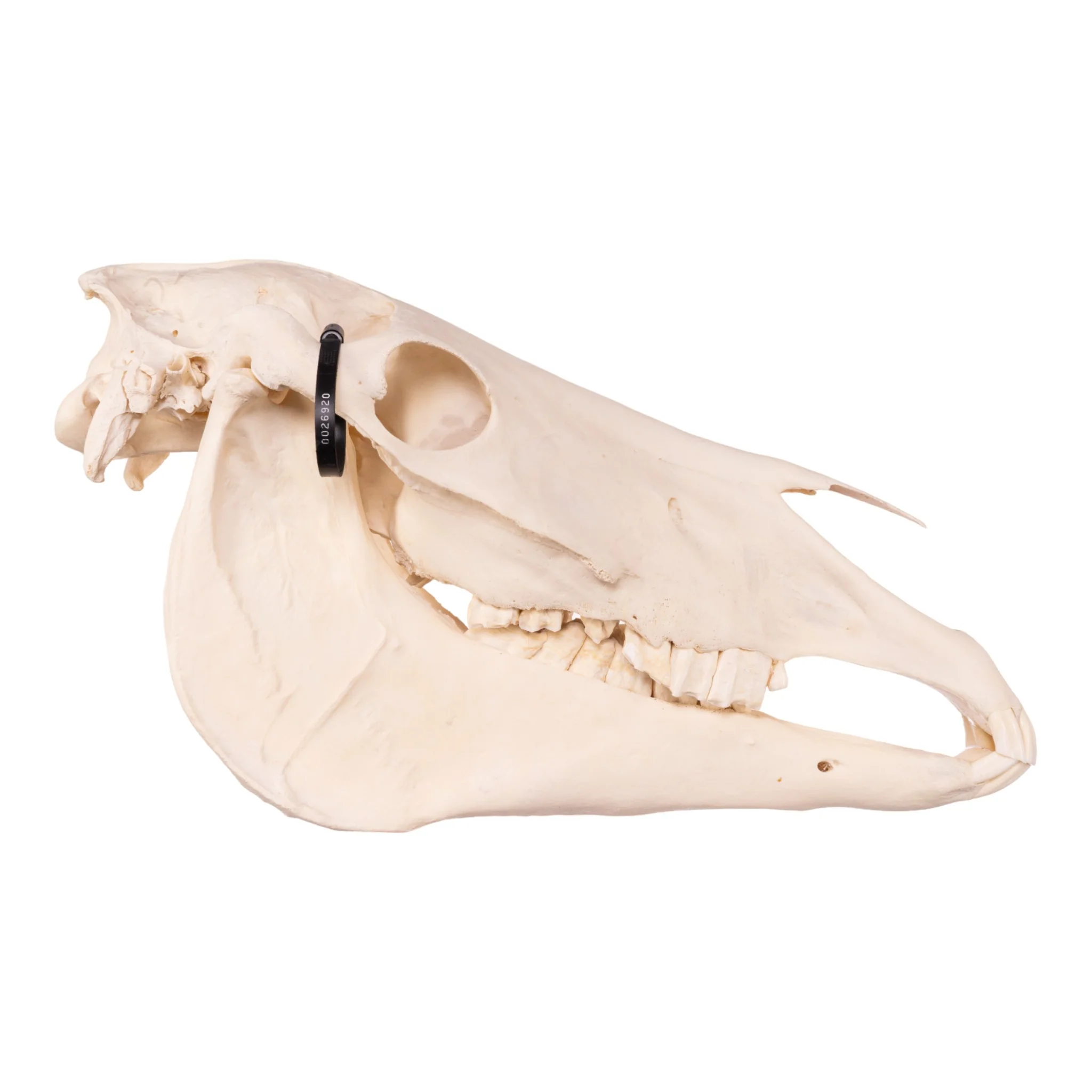 Real Horse Skeleton - Disarticulated - Image 3