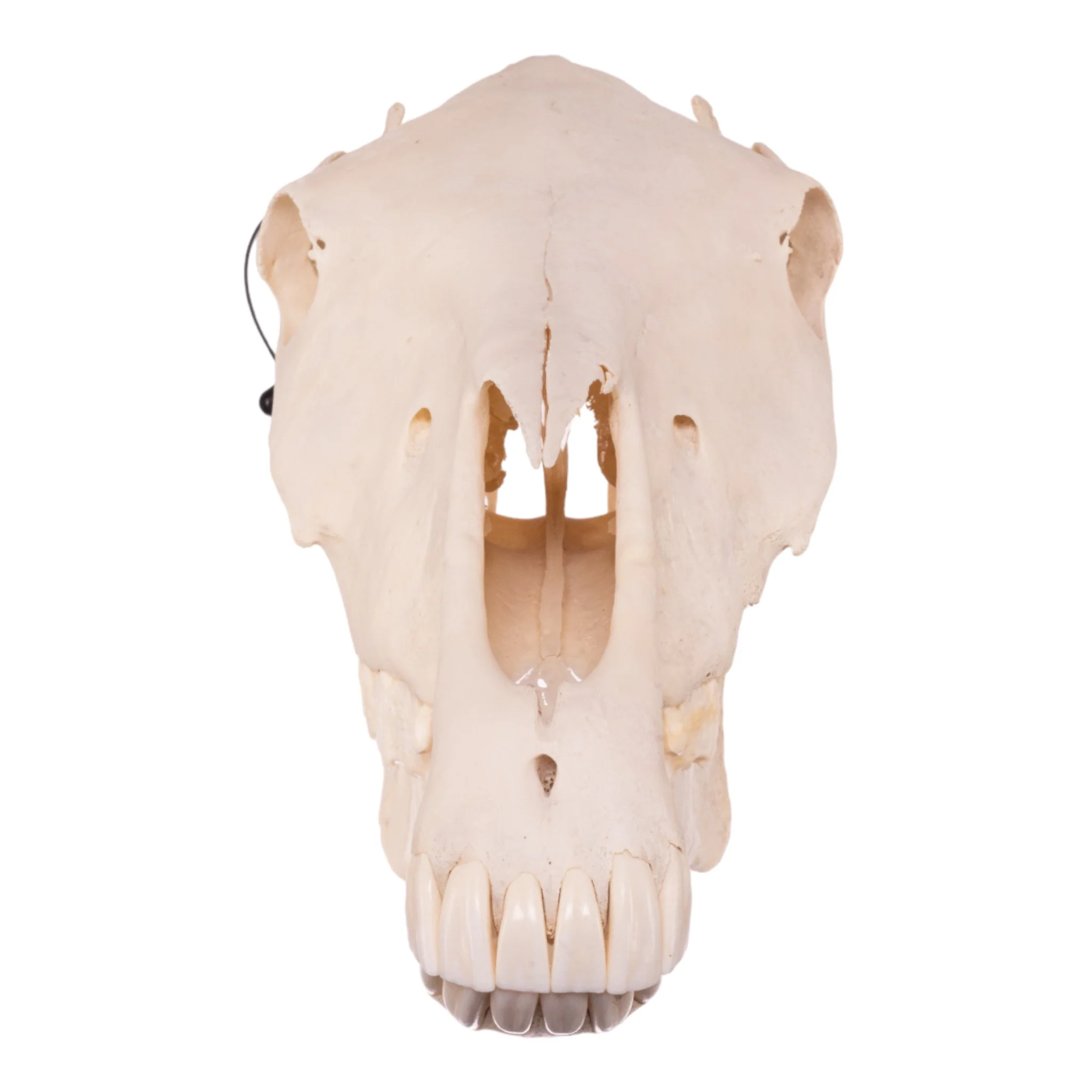 Real Horse Skeleton - Disarticulated - Image 4