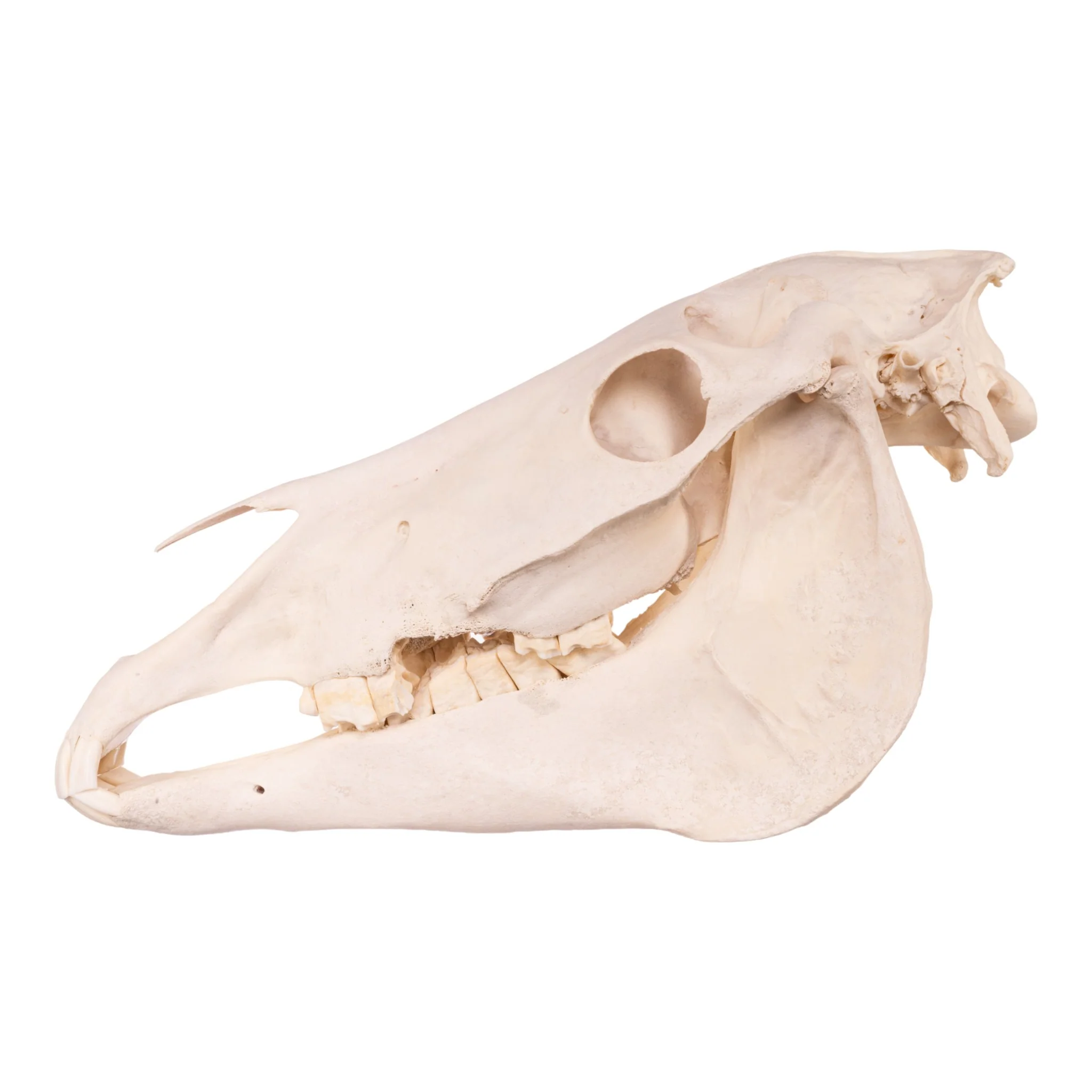 Real Horse Skeleton - Disarticulated - Image 5