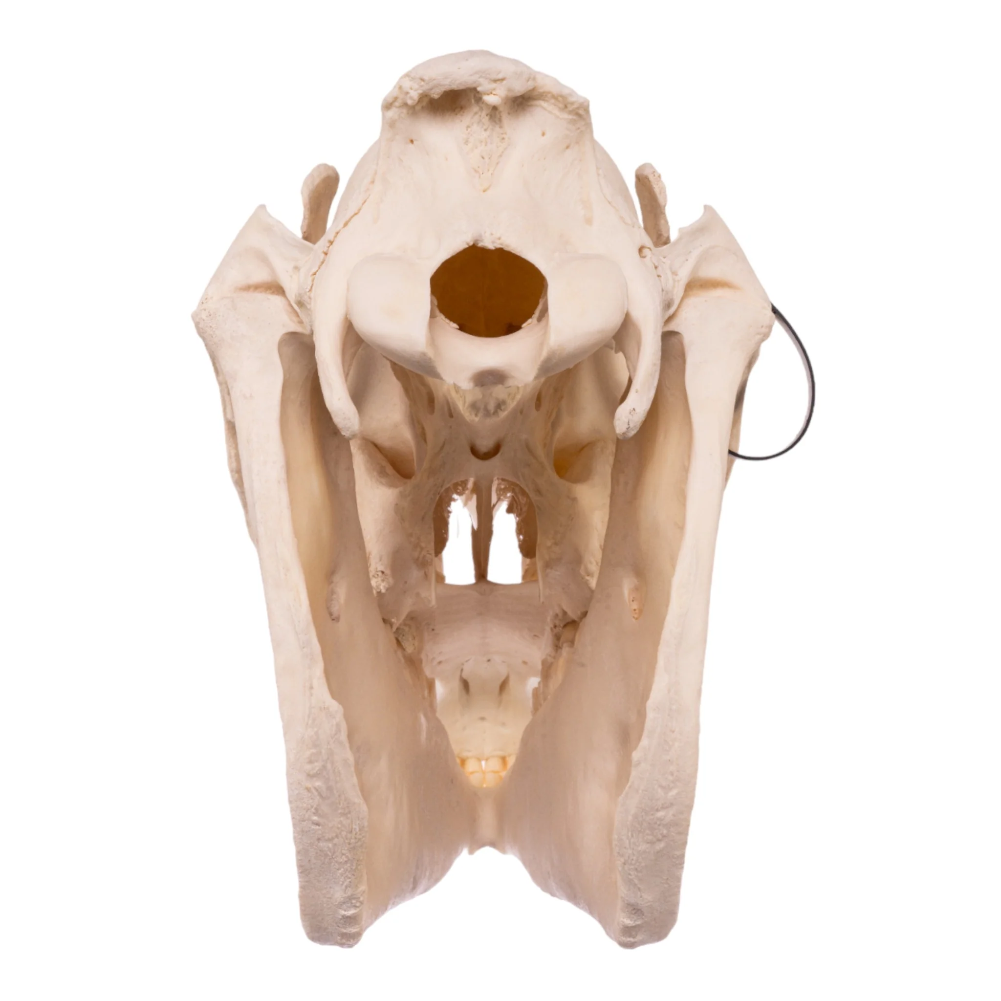 Real Horse Skeleton - Disarticulated - Image 6