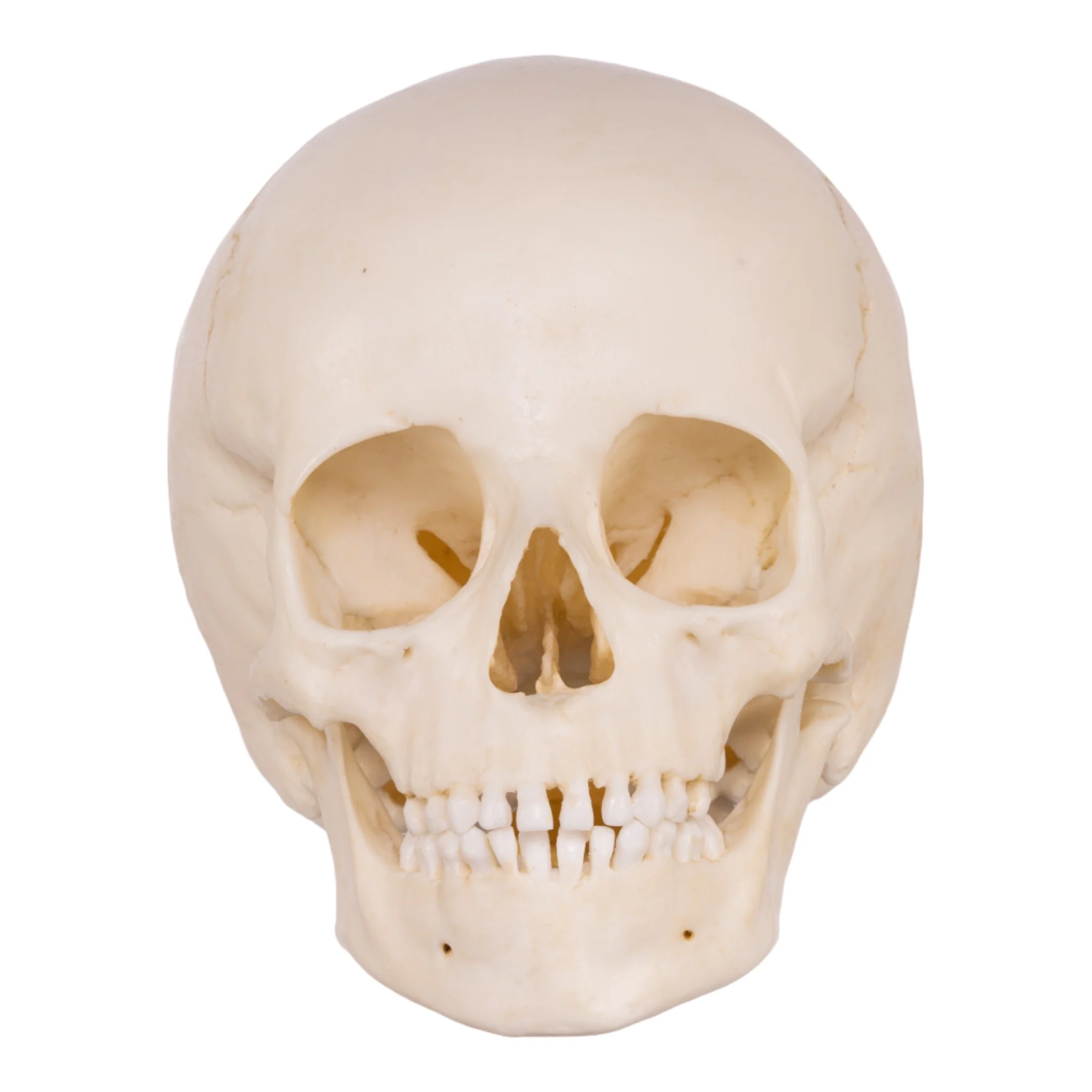 Replica Human Child Skull - 6-year-old - Image 3