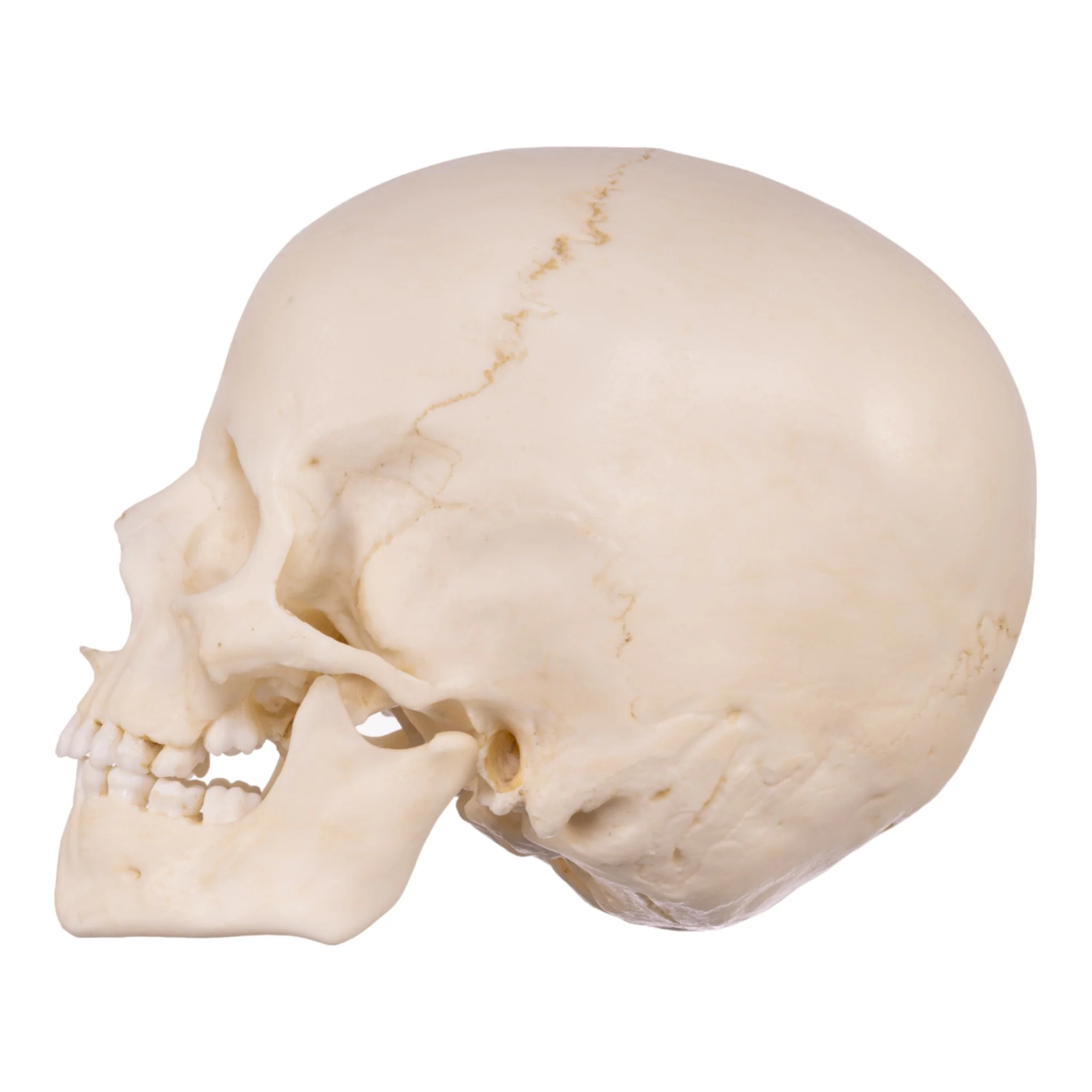 Replica Human Child Skull - 6-year-old - Image 4