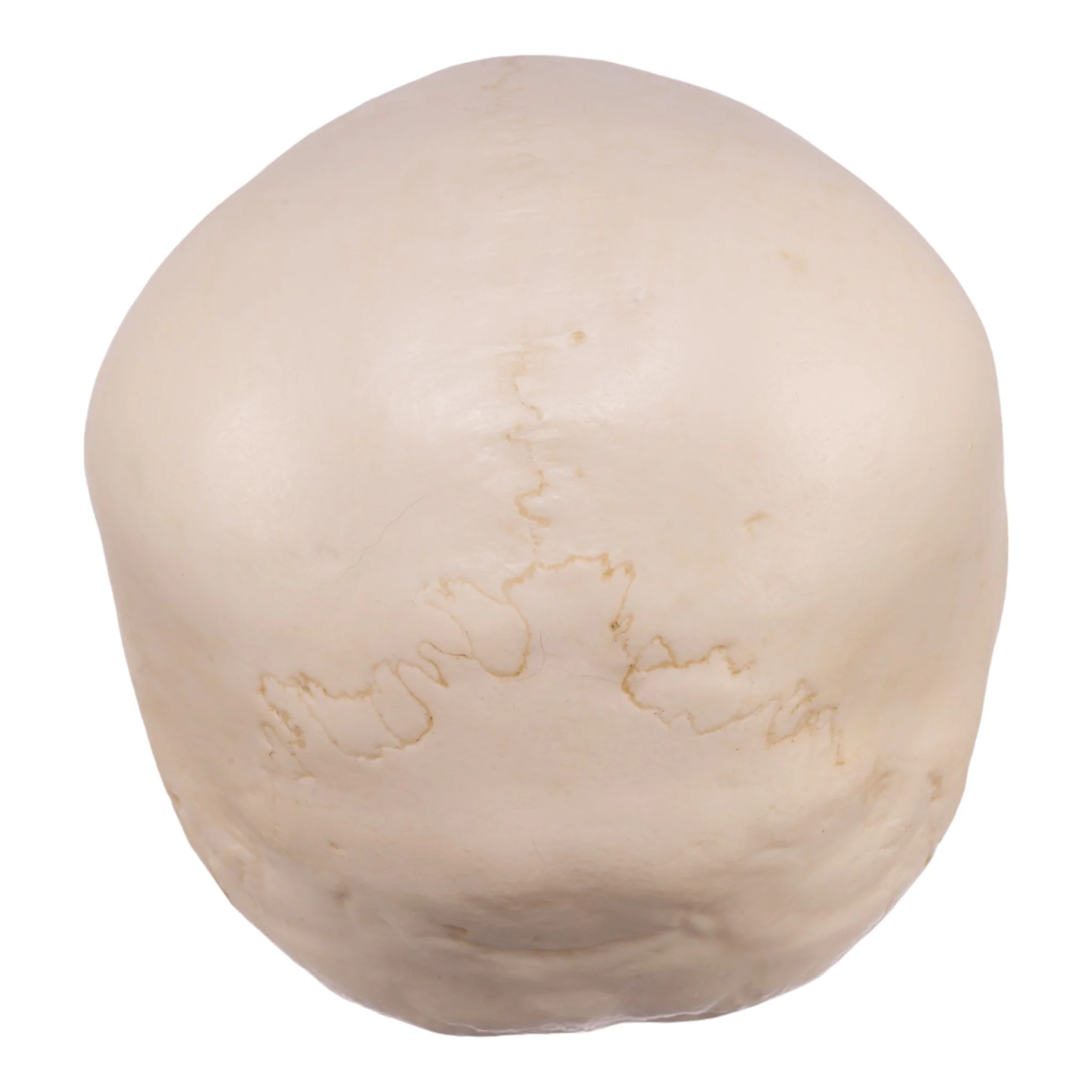 Replica Human Child Skull - 6-year-old - Image 5