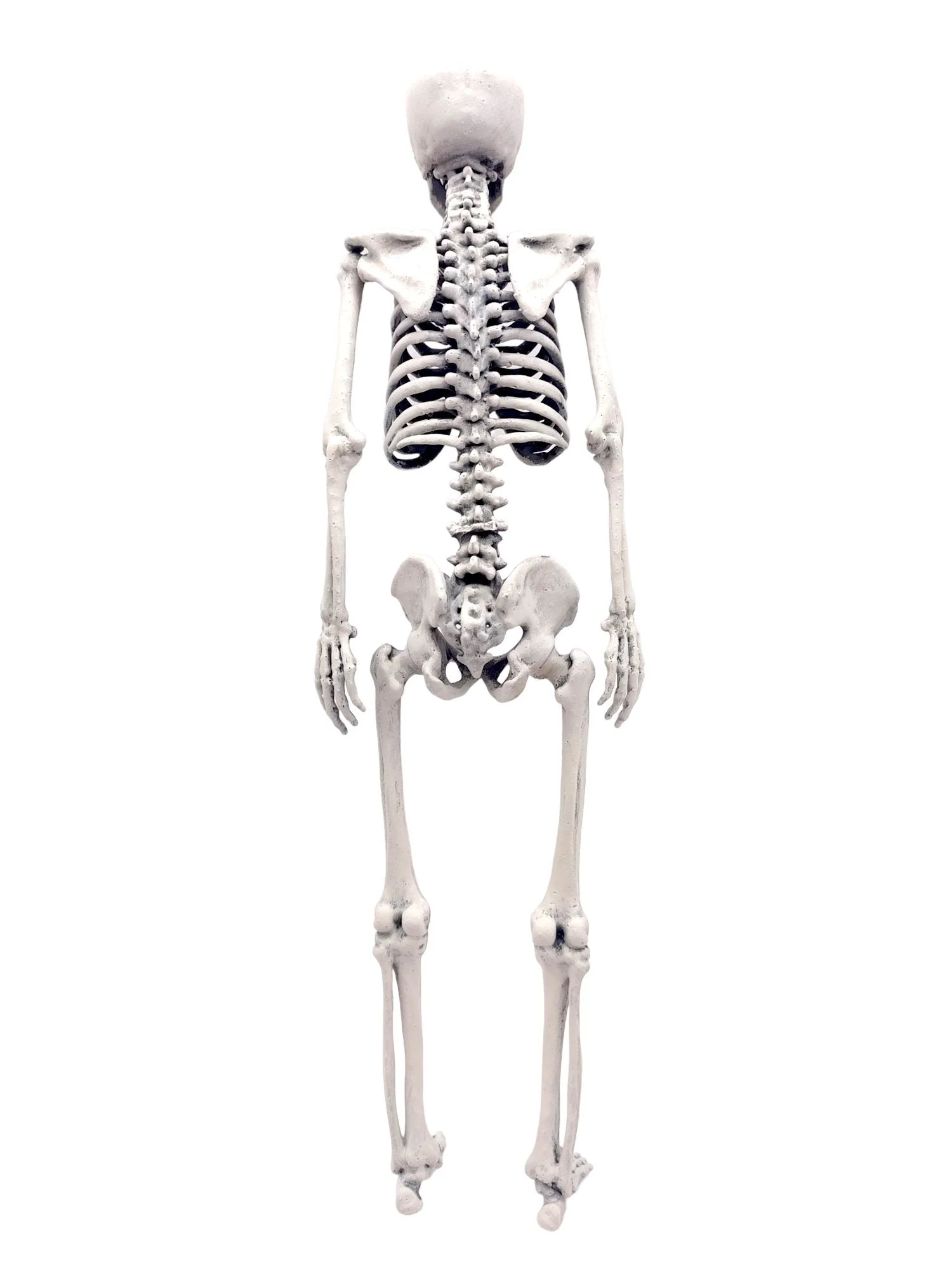 Human Skeleton Replica - 1:6 Scale - Image 2