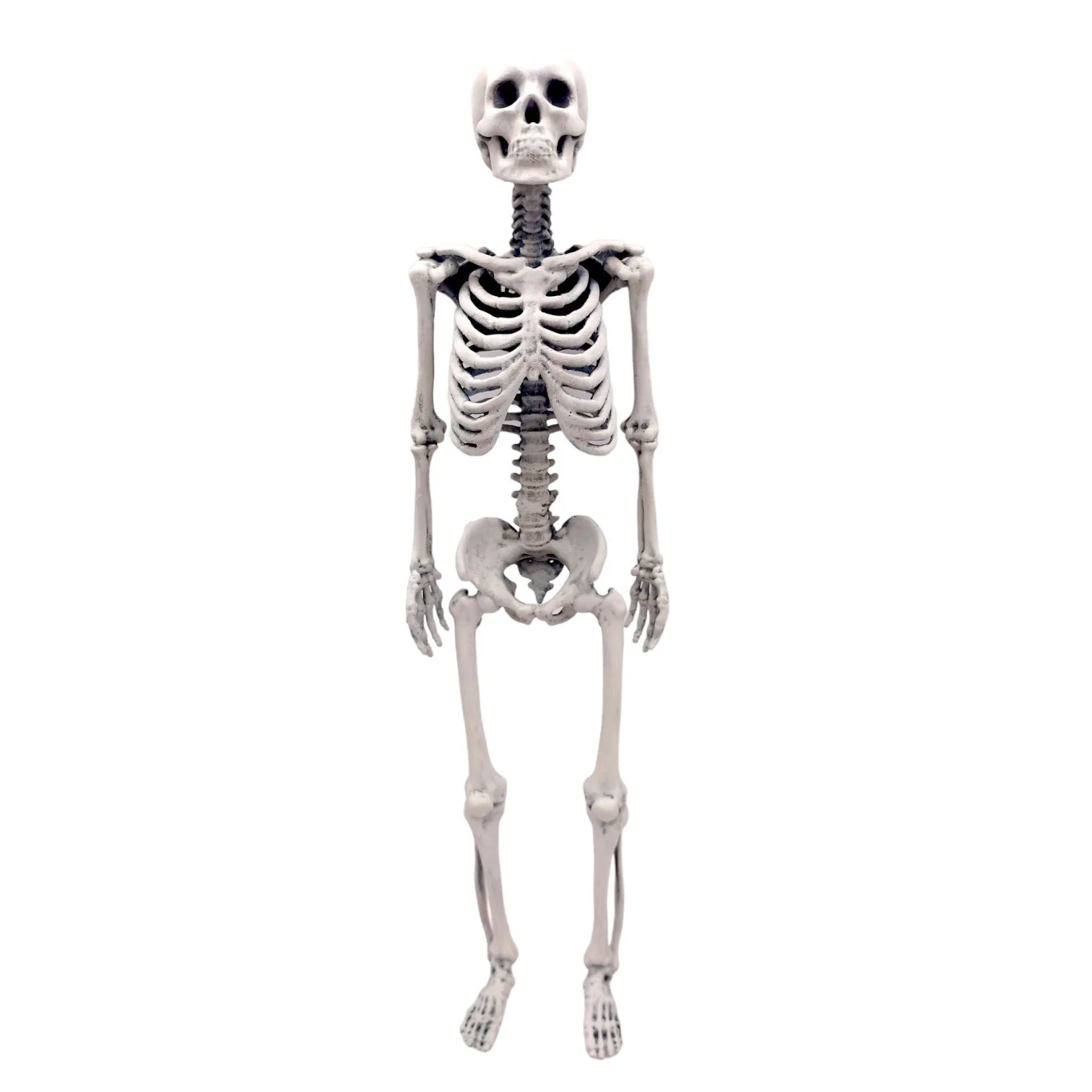 Human Skeleton Replica - 1:6 Scale - Image 3