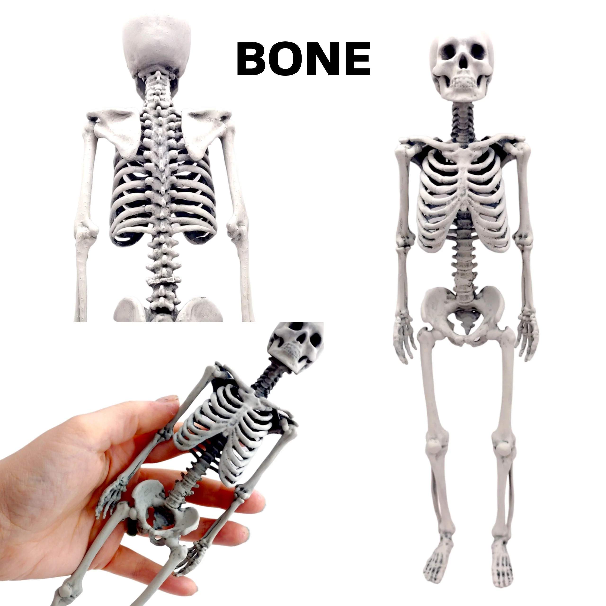 Human Skeleton Replica - 1:6 Scale - Image 4