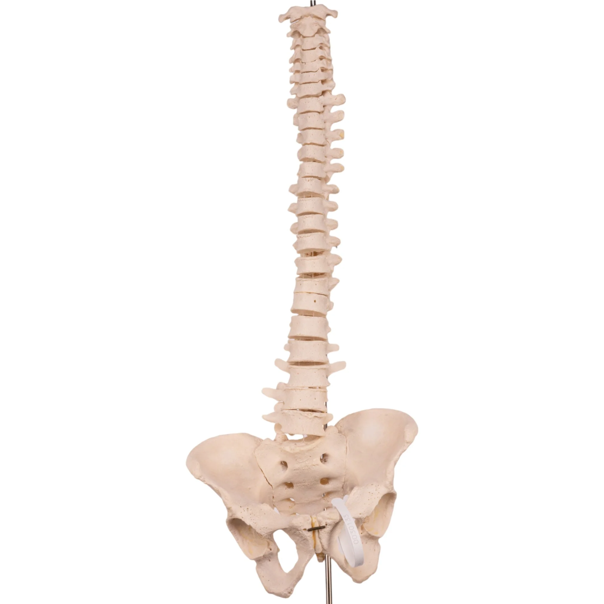 Real Human Spine, Sacrum, and Pelvis - Image 3