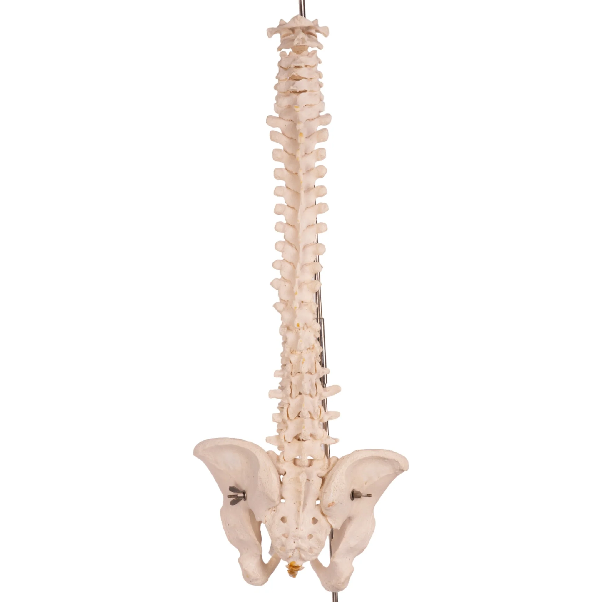 Real Human Spine, Sacrum, and Pelvis - Image 4