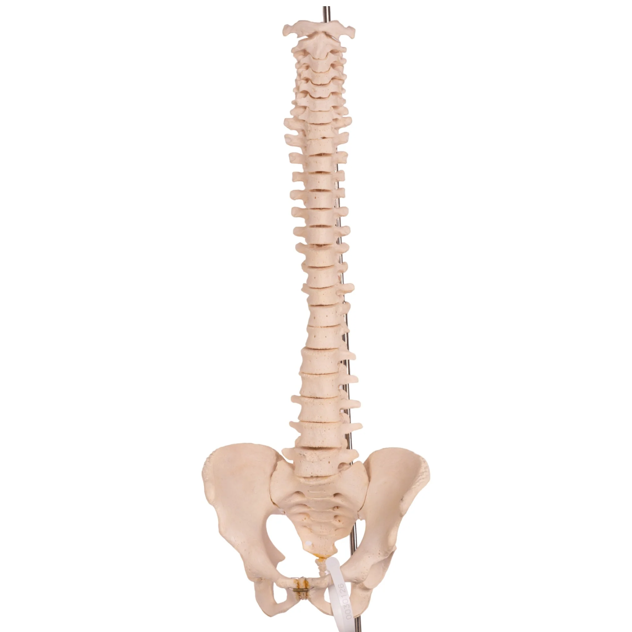 Real Human Spine, Sacrum, and Pelvis - Image 3