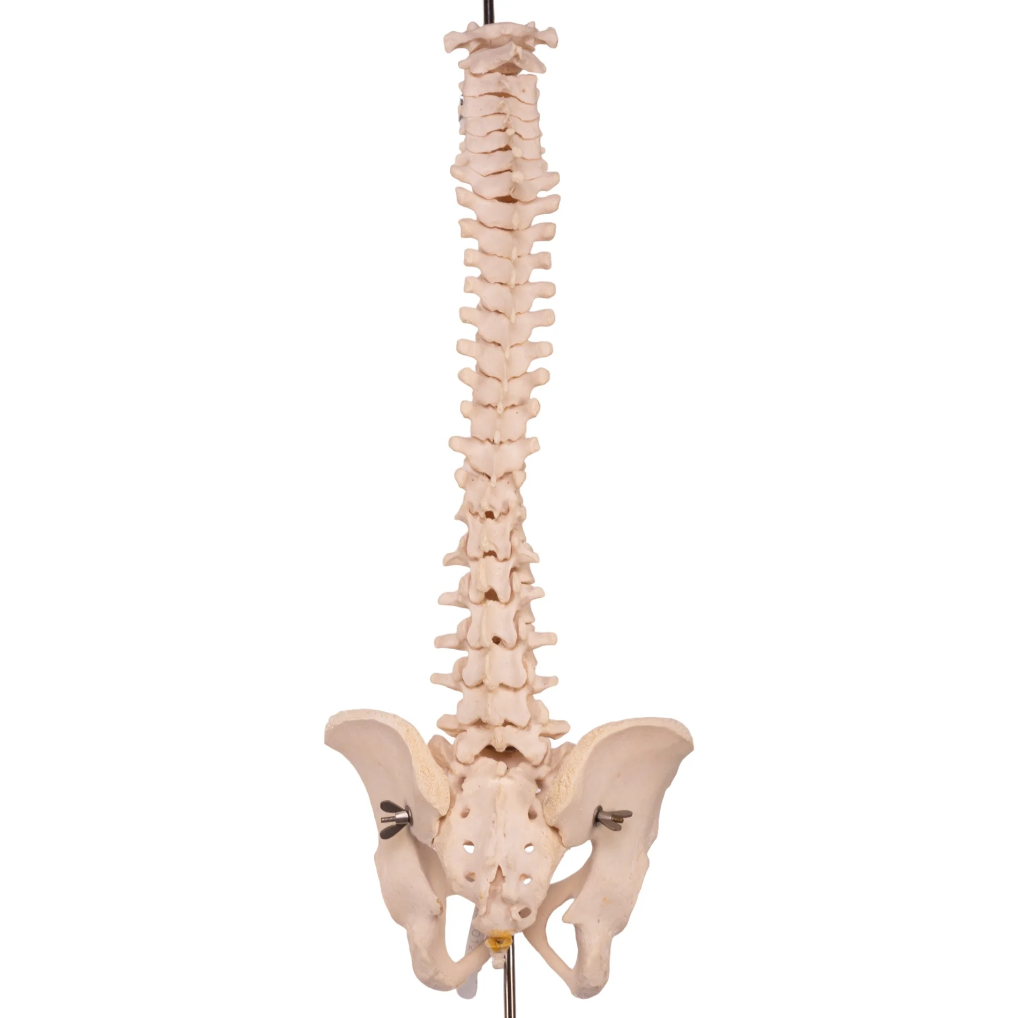 Real Human Spine, Sacrum, and Pelvis - Image 4