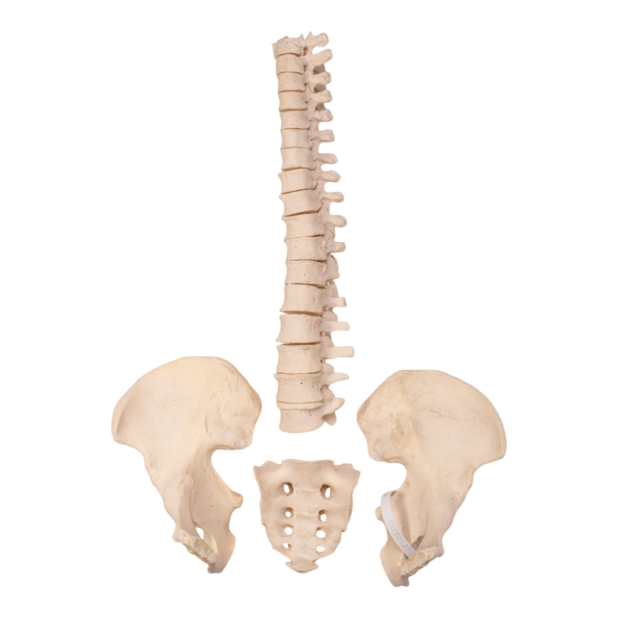 Real Human Partial Spine, Sacrum, and Pelvis - Disarticulated