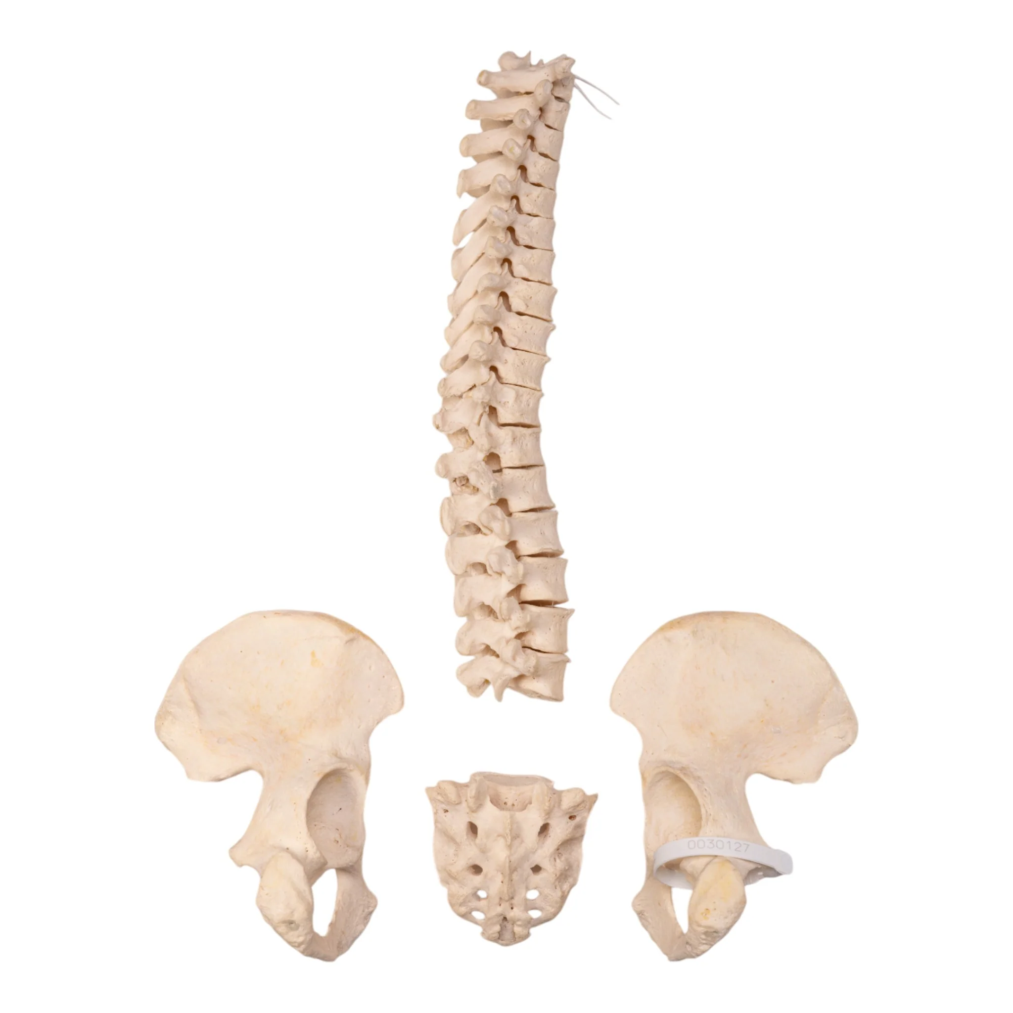Real Human Partial Spine, Sacrum, and Pelvis - Disarticulated - Image 2