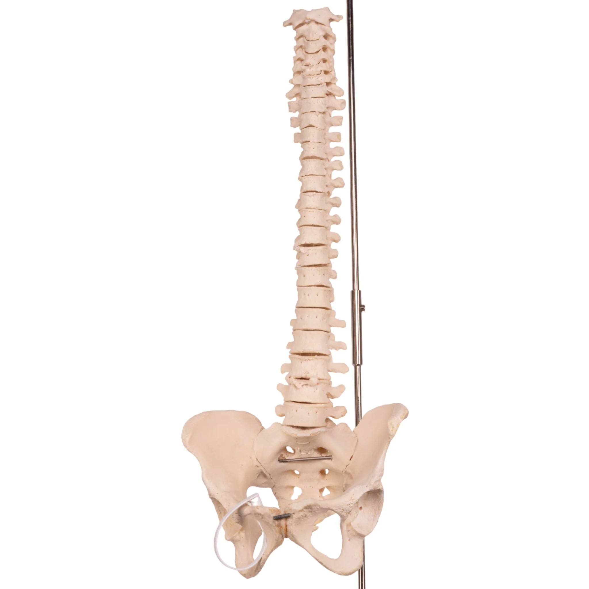 Real Human Spine, Sacrum, and Pelvis - Image 3