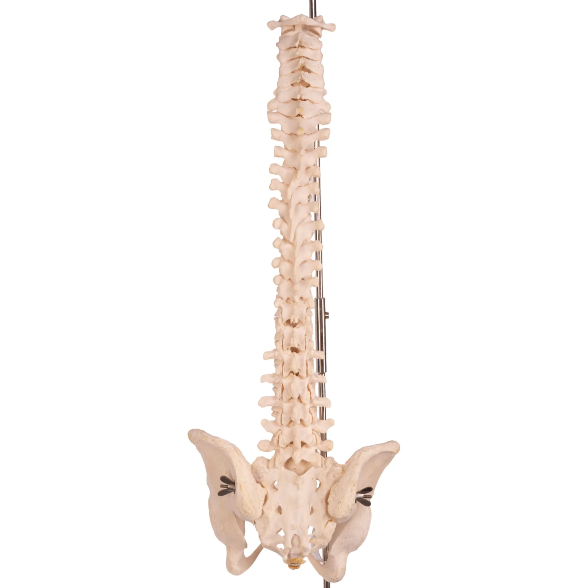 Real Human Spine, Sacrum, and Pelvis - Image 4
