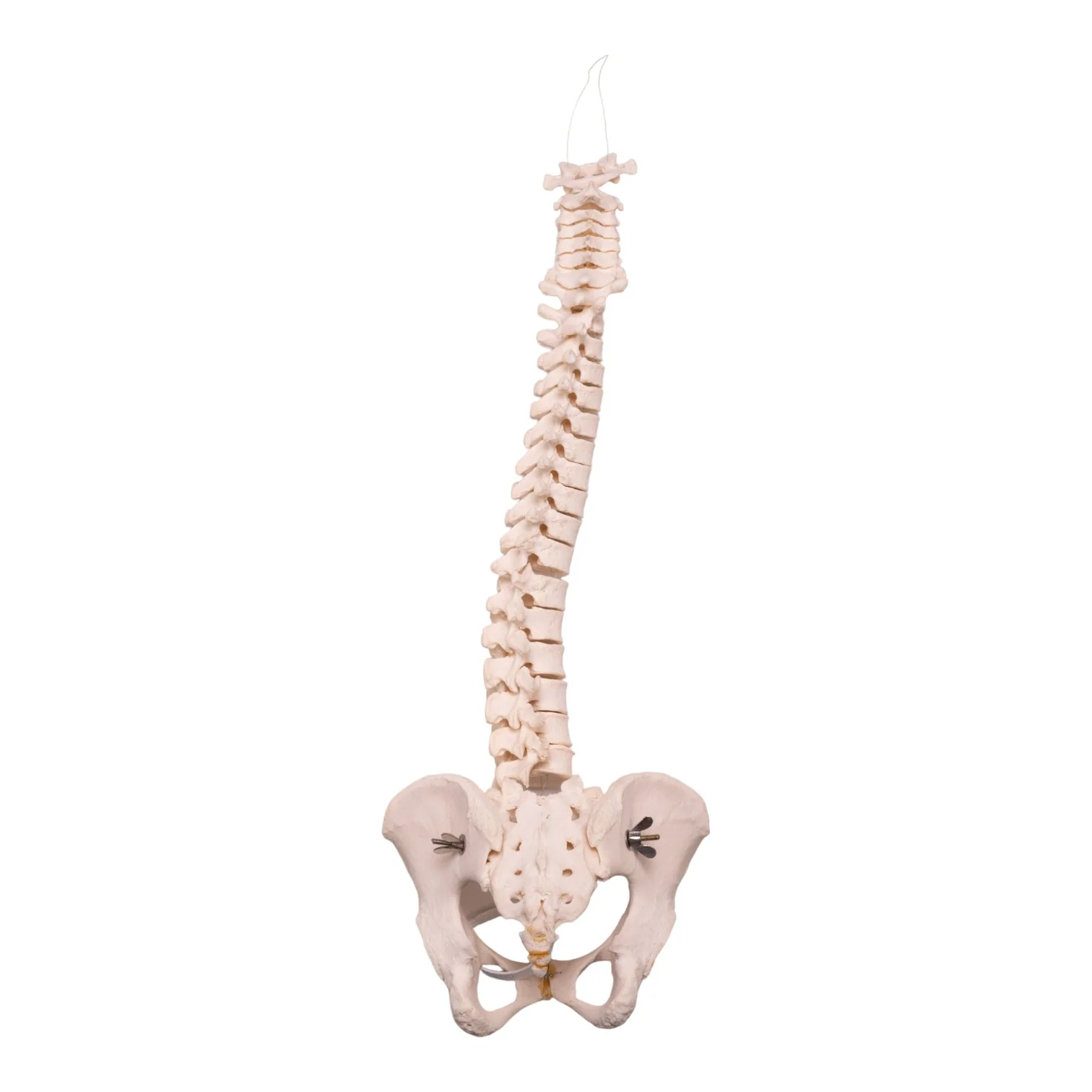 Real Human Spine, Sacrum, and Pelvis - Image 2