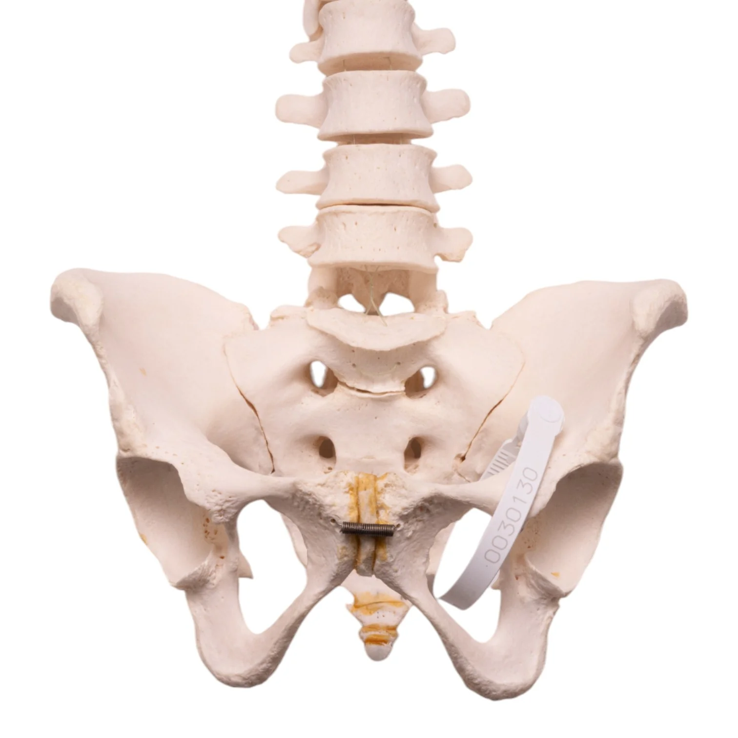 Real Human Spine, Sacrum, and Pelvis - Image 3