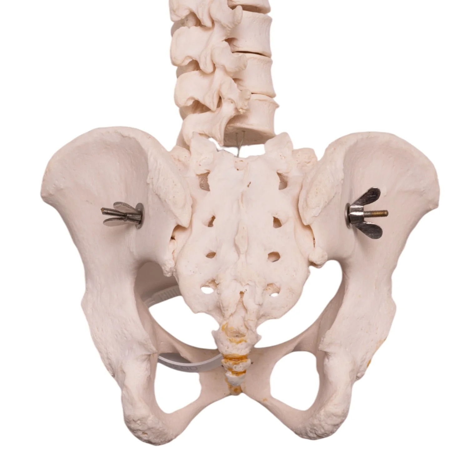 Real Human Spine, Sacrum, and Pelvis - Image 4