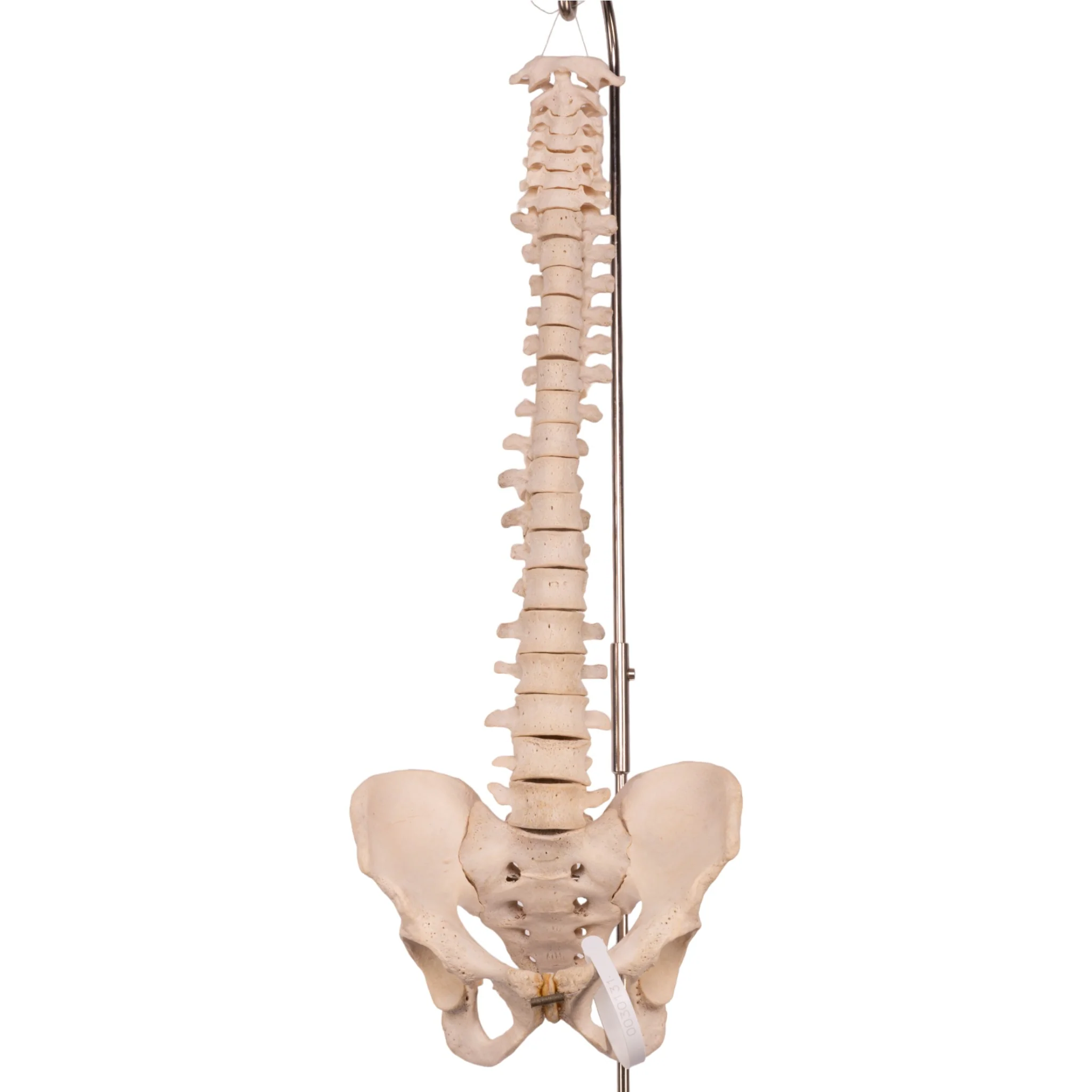Real Human Spine, Sacrum, and Pelvis - Image 3