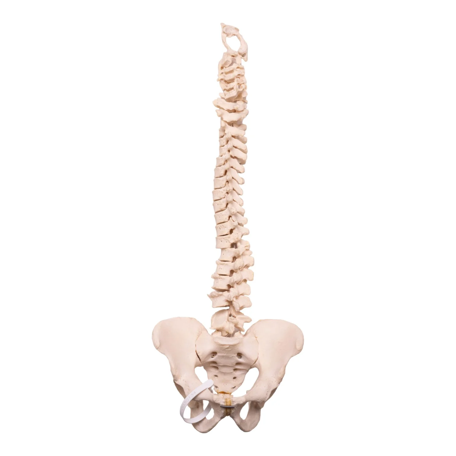 Real Human Spine, Sacrum, and Pelvis