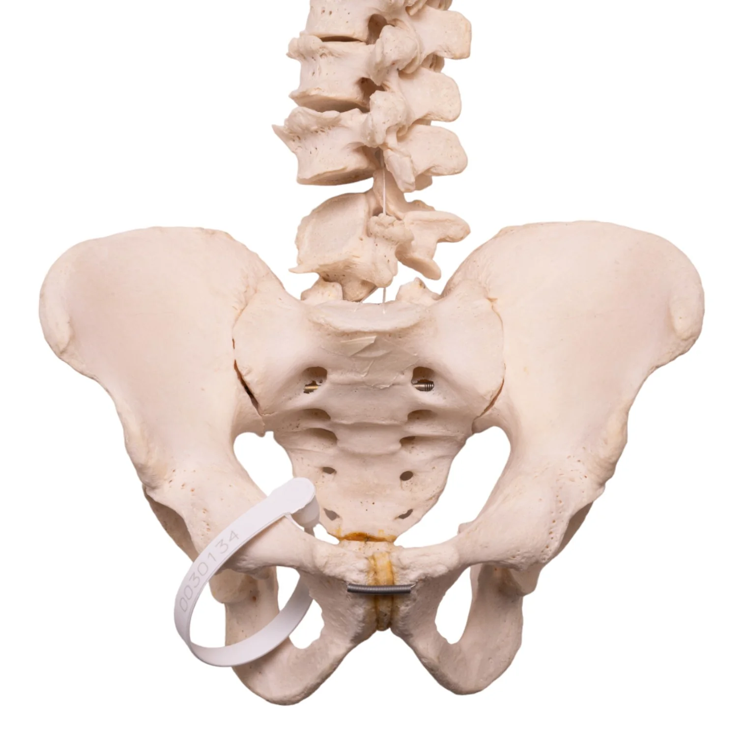Real Human Spine, Sacrum, and Pelvis - Image 2