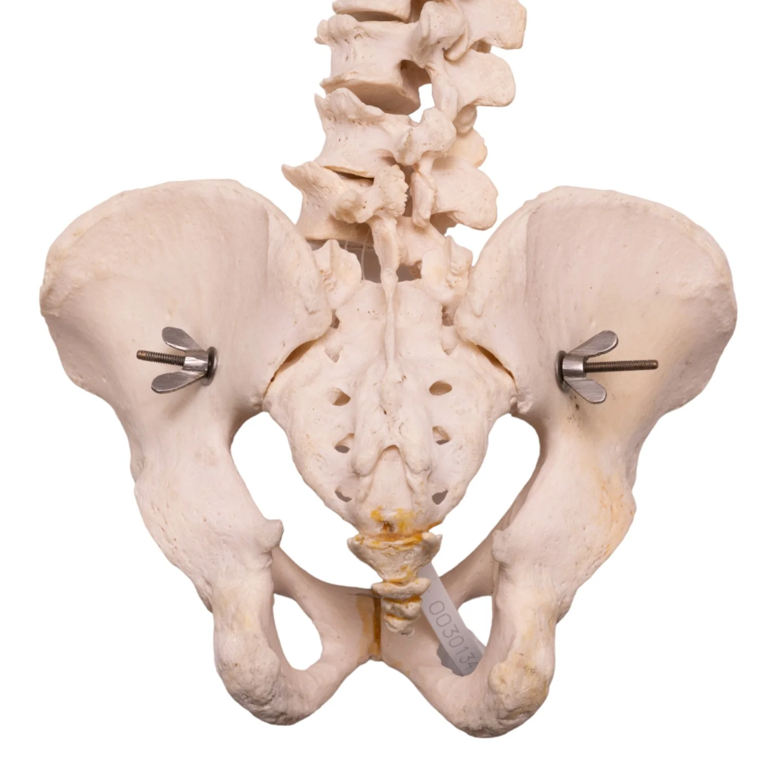 Real Human Spine, Sacrum, and Pelvis - Image 3