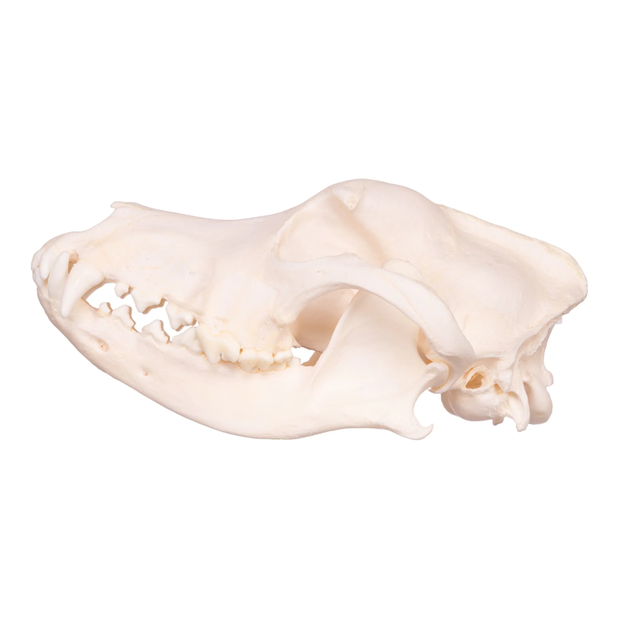 Real Domestic Dog Skull - Husky - Image 4