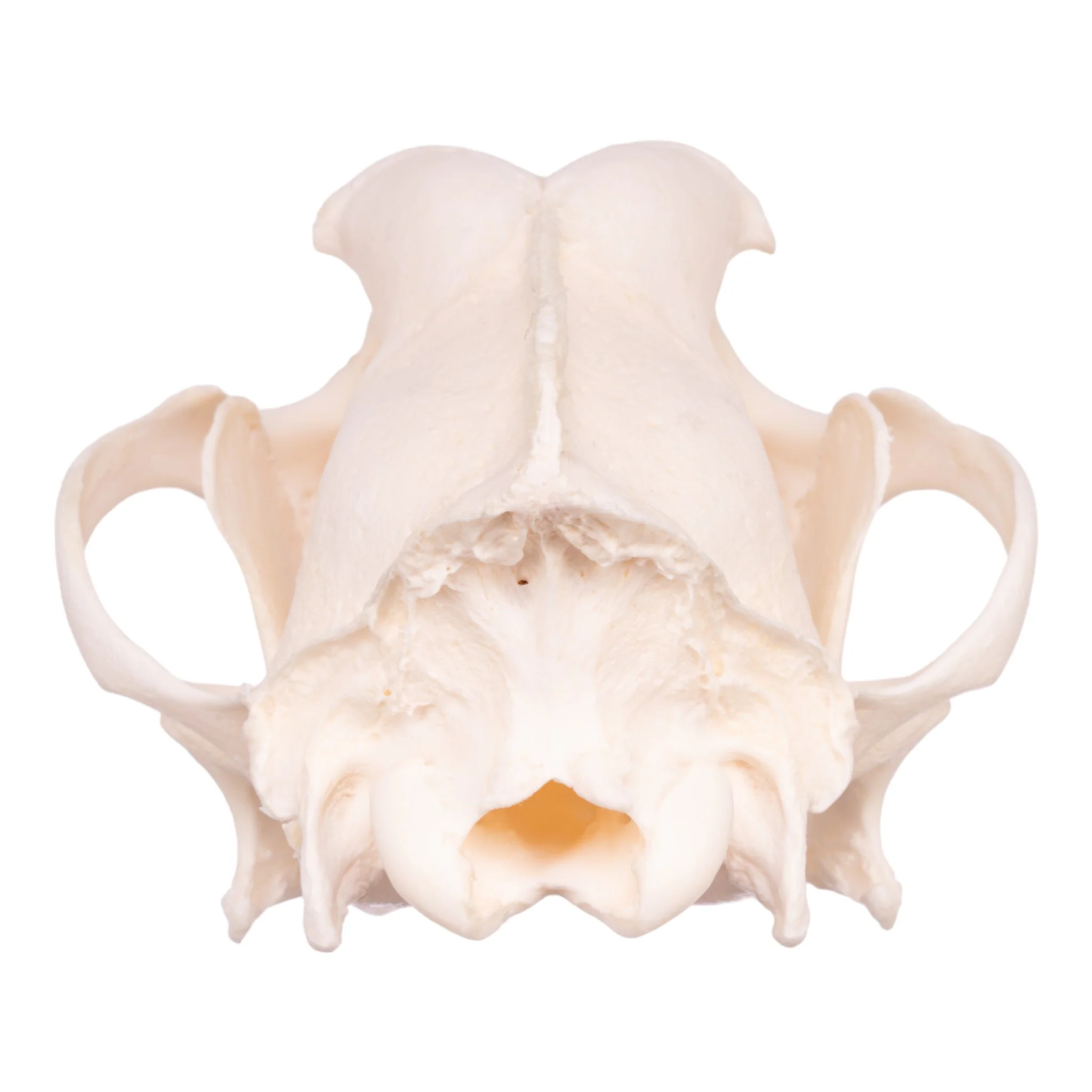 Real Domestic Dog Skull - Husky - Image 5