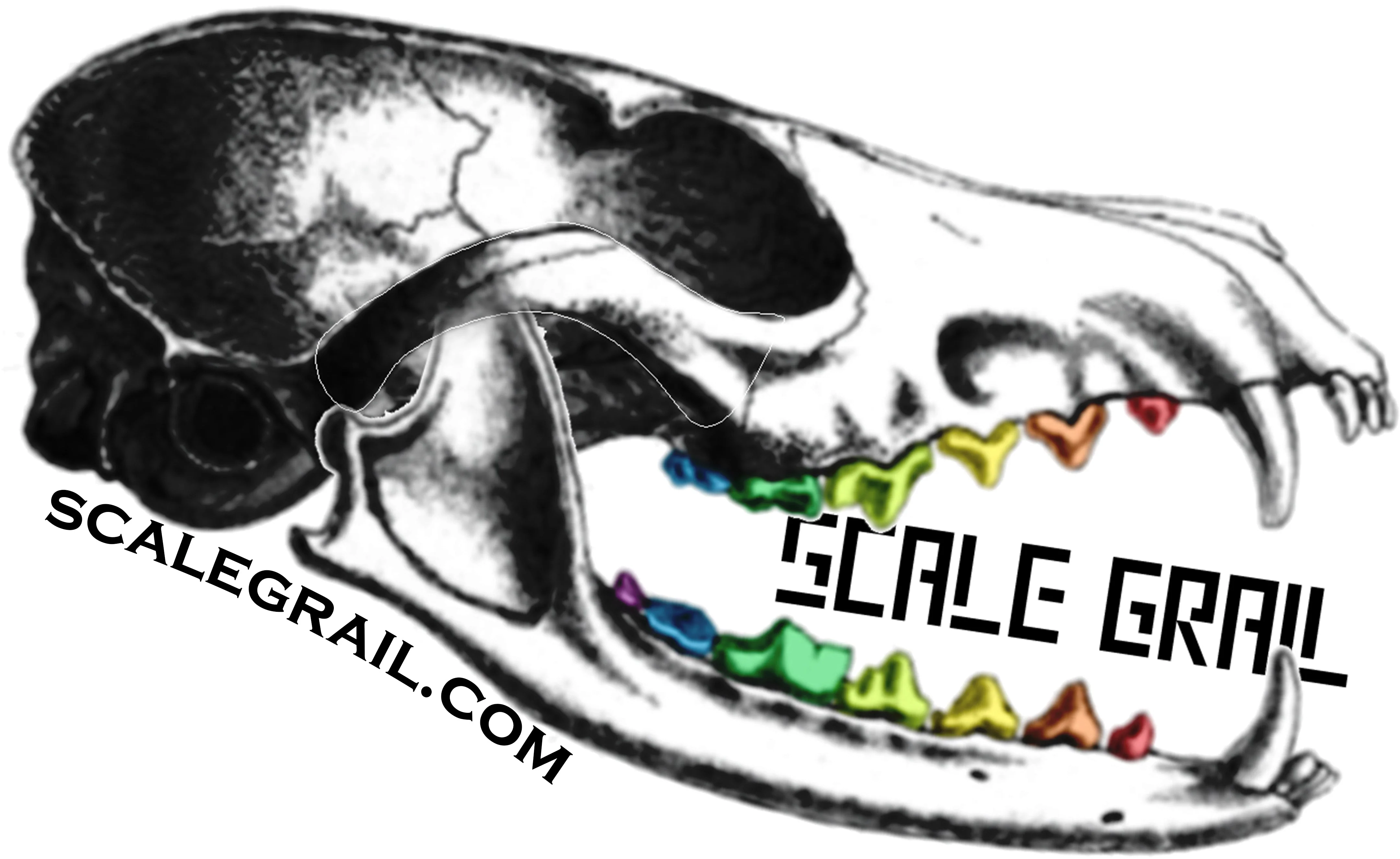 Impala Skull Replica - Image 8