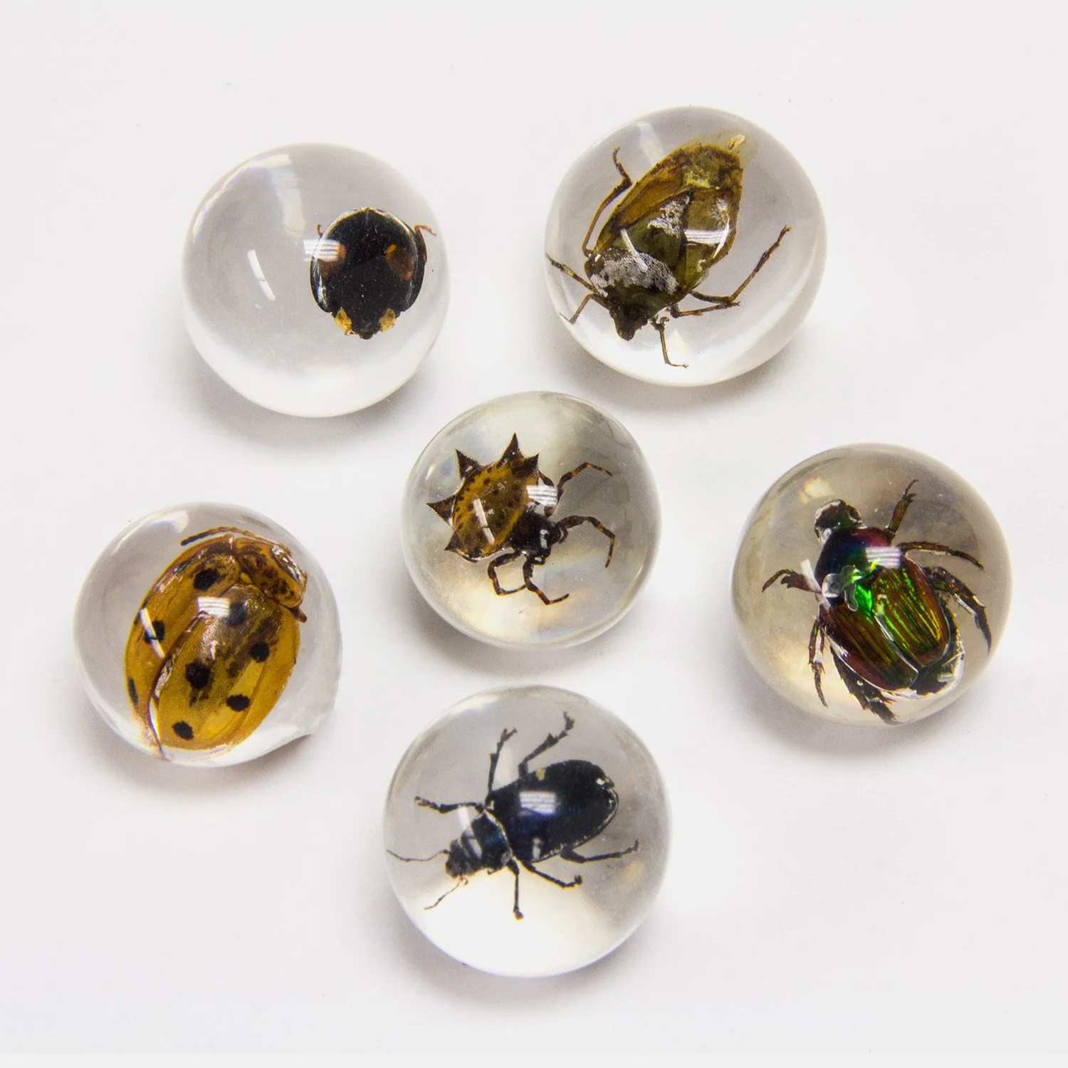 Real Insect in Acrylic Marble