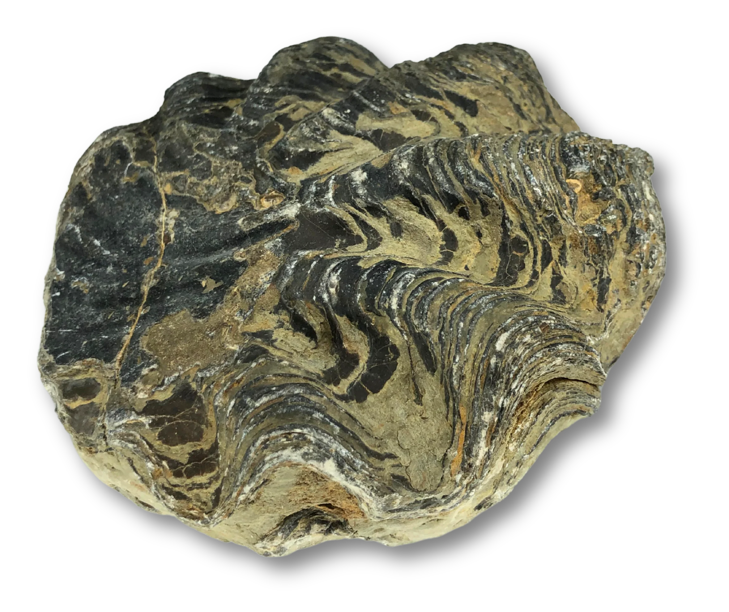 Large Fossil Oyster - Image 2