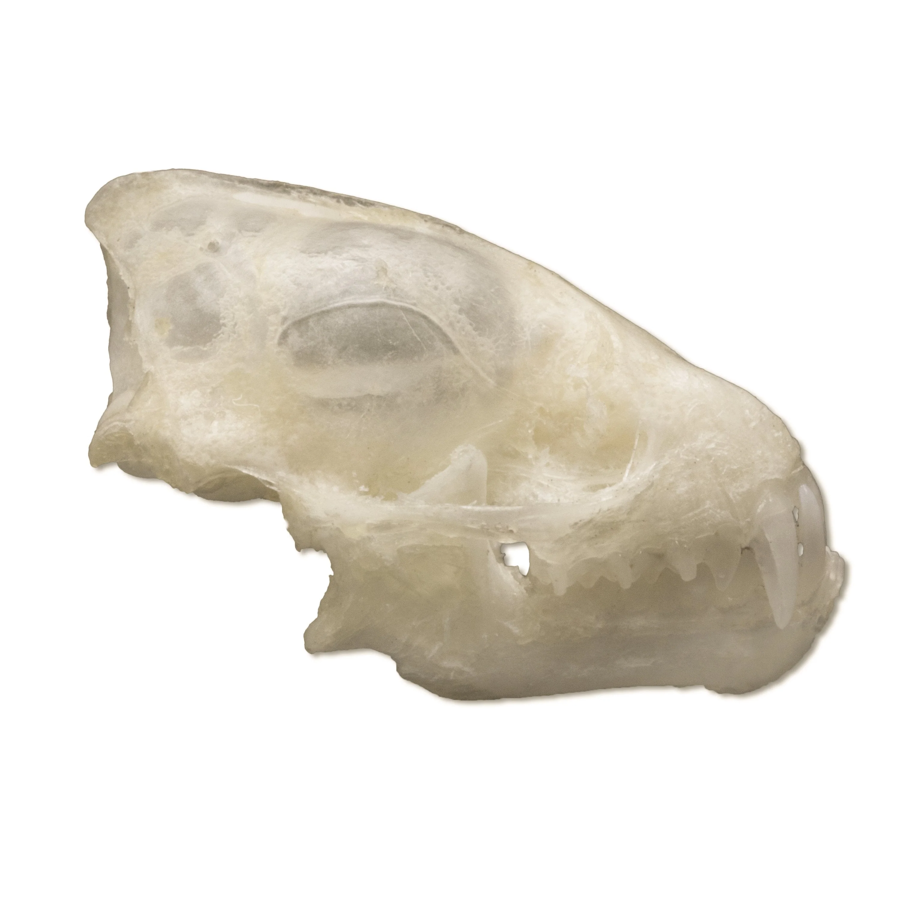 Lesser Asiatic Yellow Bat Skull - Image 2