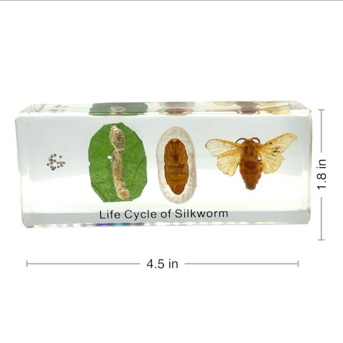 Real Life Cycle of Silkworm in Acrylic - Image 3