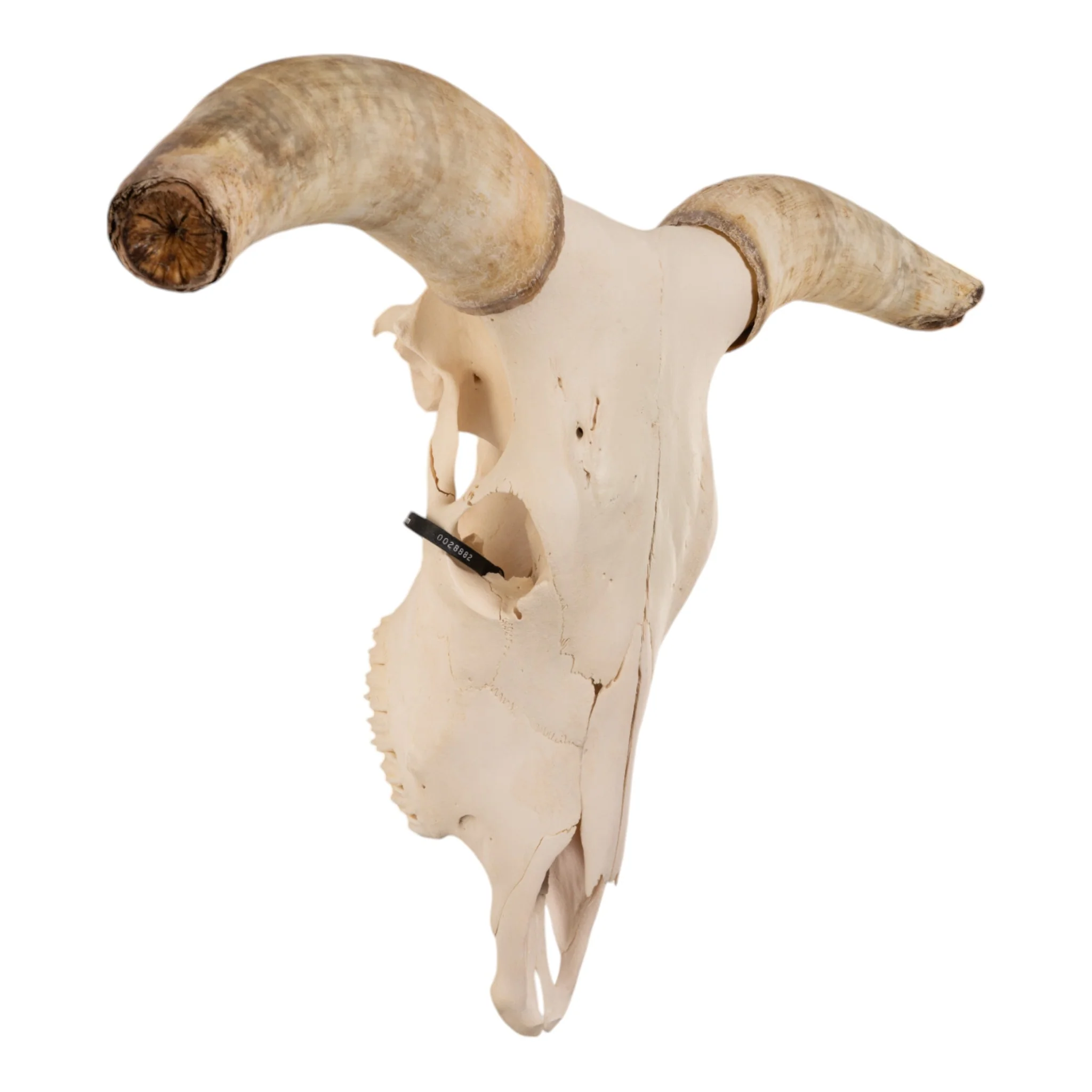 Real Longhorn Skull - Image 2