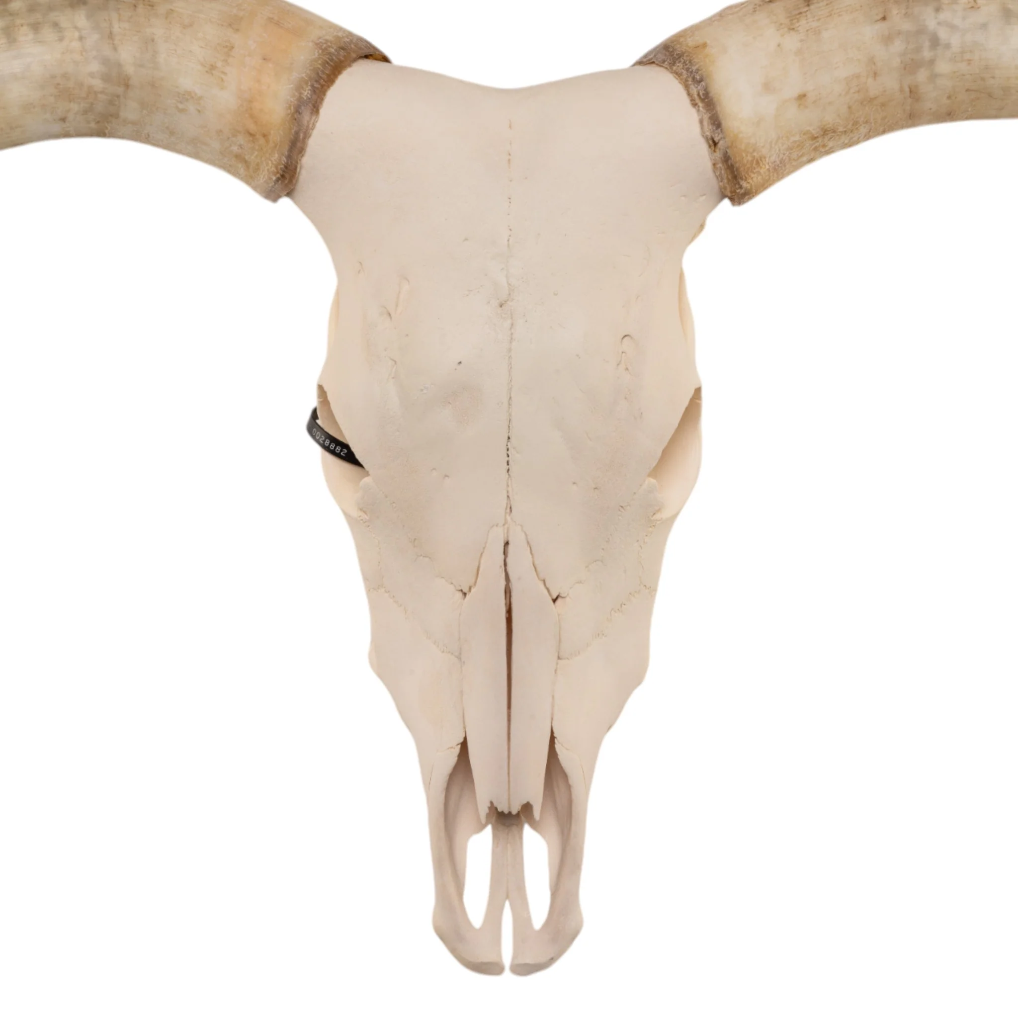 Real Longhorn Skull - Image 3
