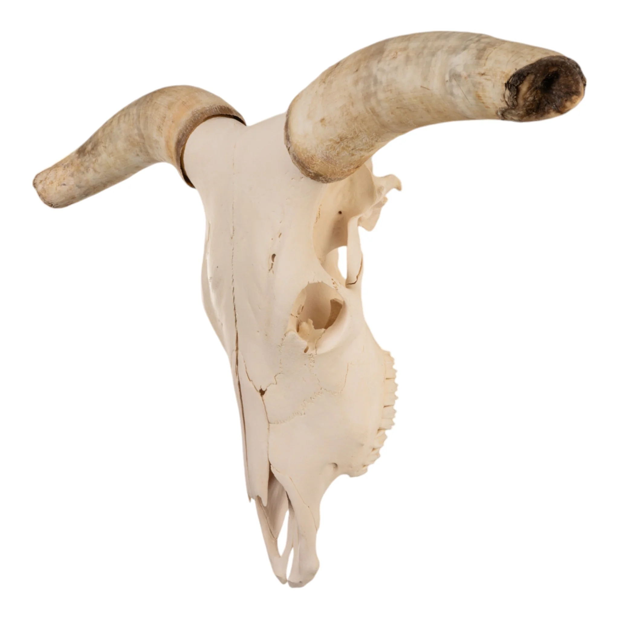 Real Longhorn Skull - Image 4