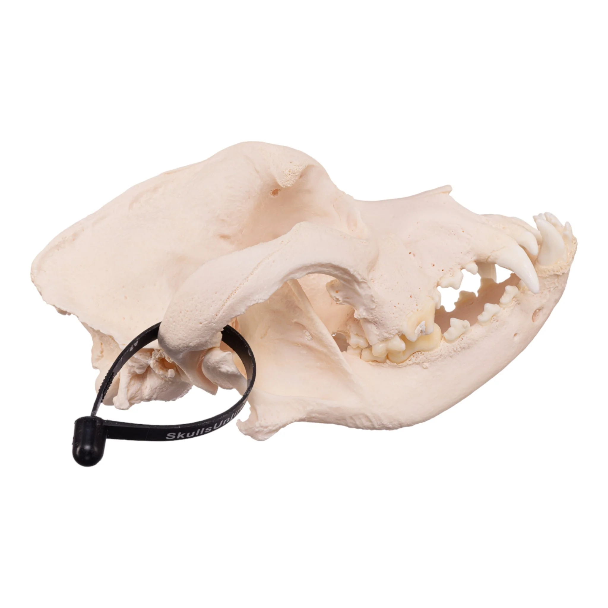 Real Domestic Dog Skull - Mastiff - Image 2